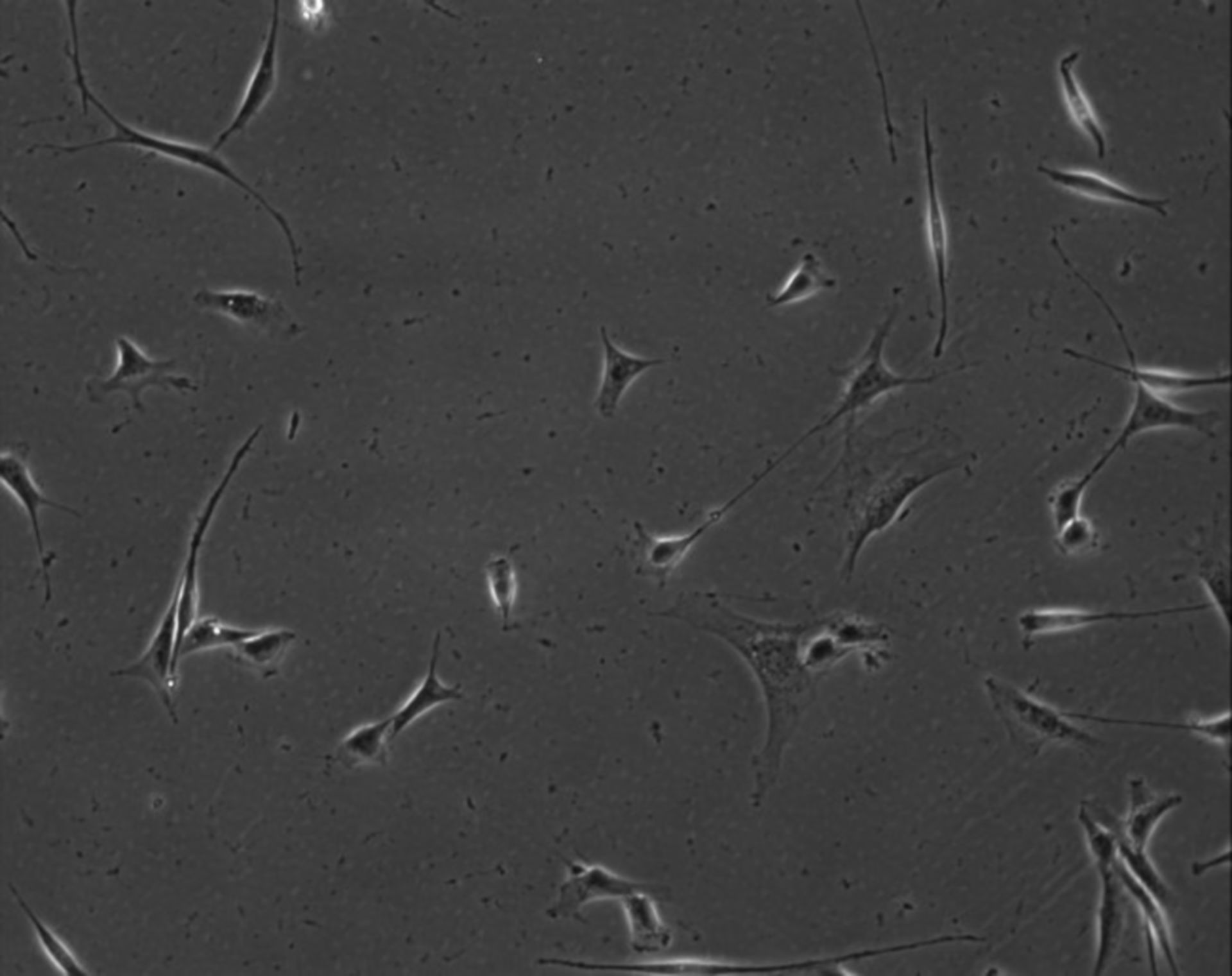 Mus musculus (Extracellular matrix part) - CIL:7892