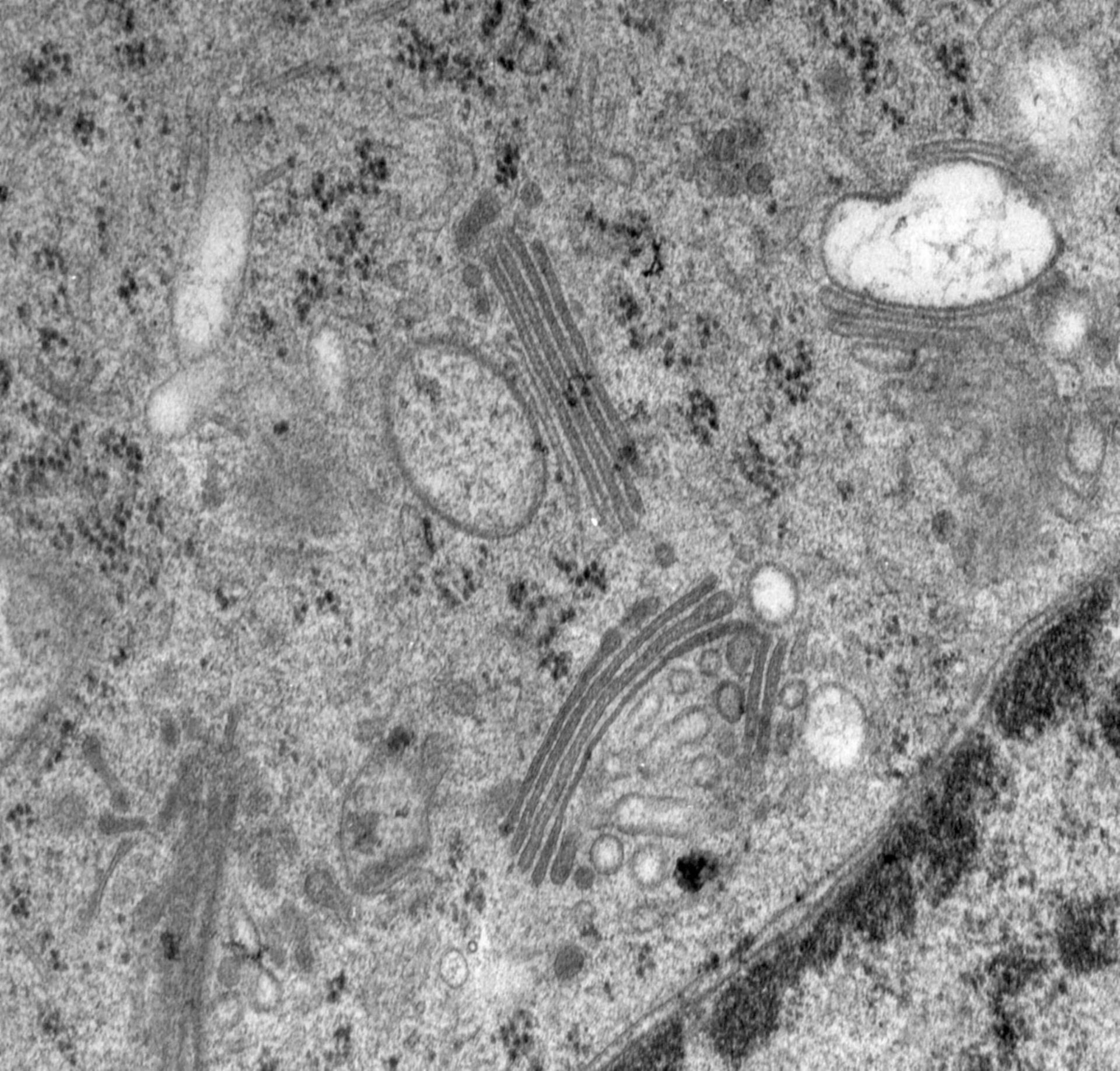 Rattus norvegicus (Golgi cisterna) - CIL:24773