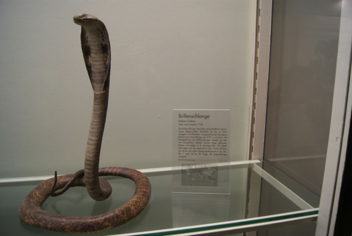Indische Kobra