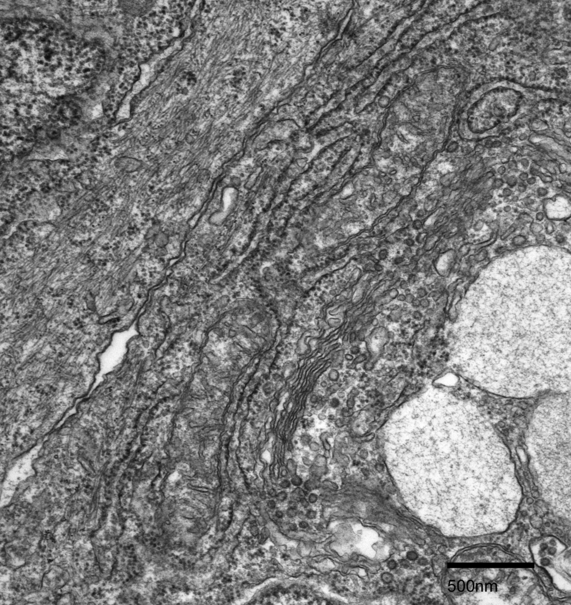 Fundulus heteroclitus (Vesicles) - CIL:27228