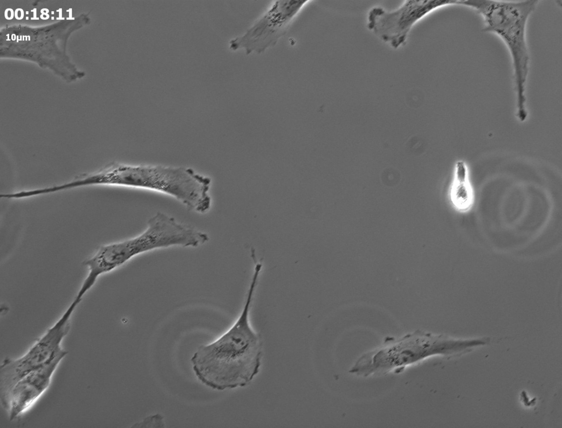 Homo sapiens (Retinal pigment epithelium) - CIL:31926