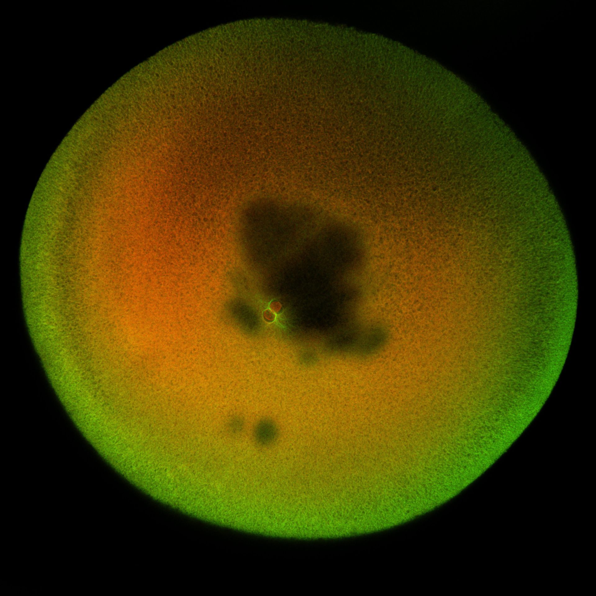 Xenopus laevis (DNA) - CIL:36534