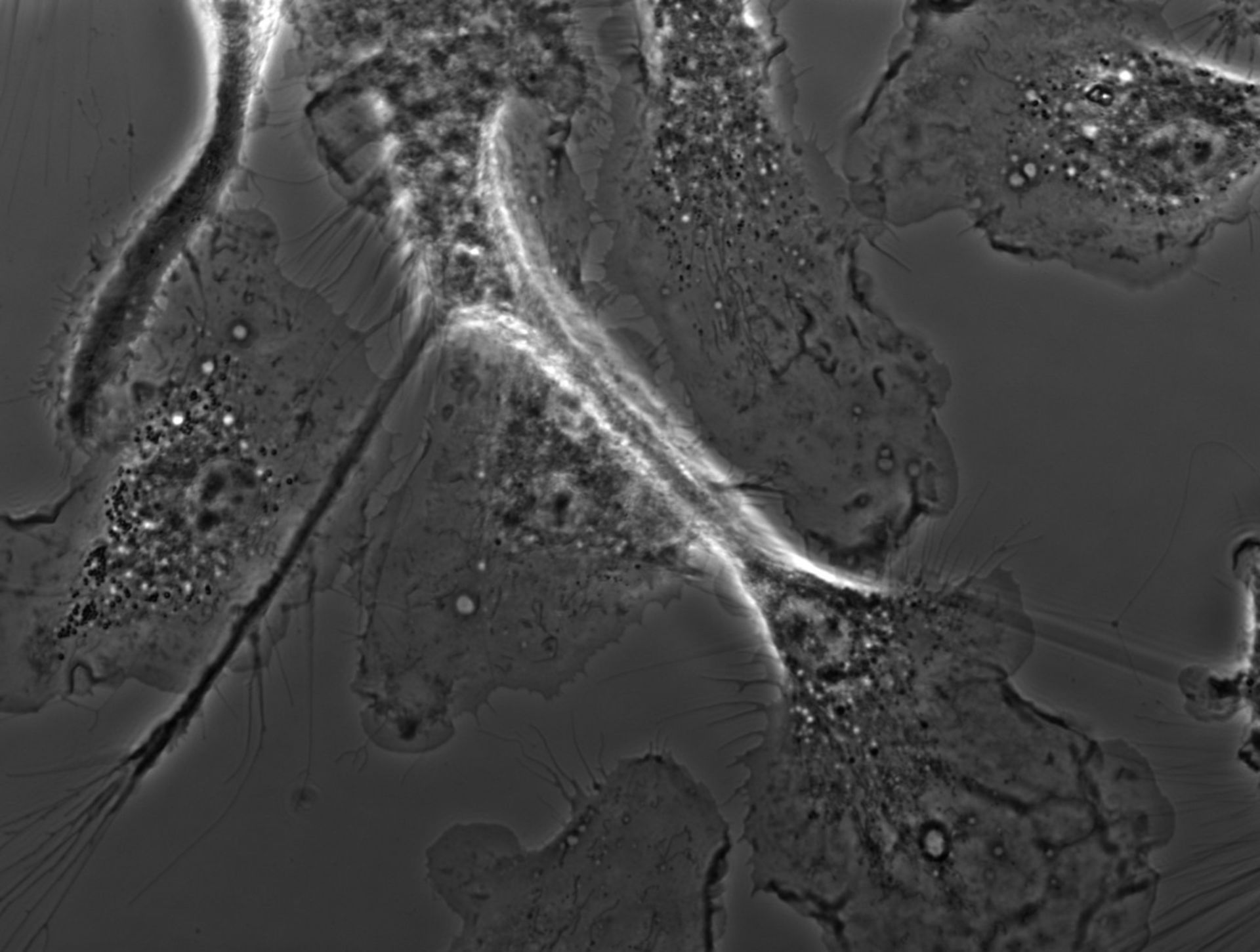 Mus musculus (Ruffle membrane) - CIL:35140