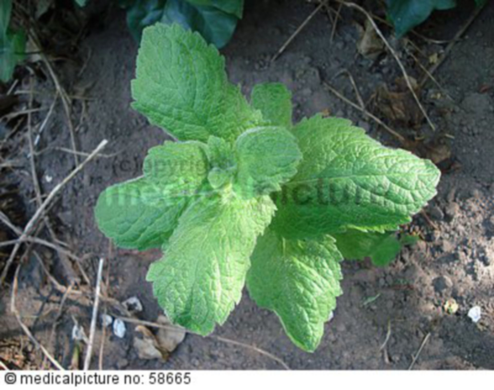 Peppermint plant