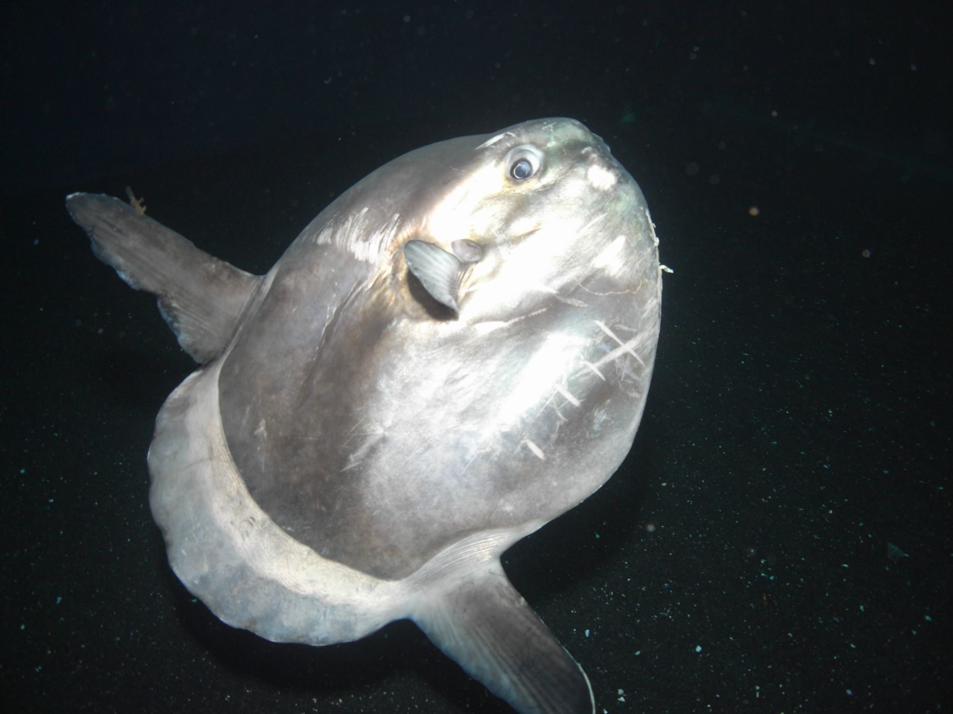 Ocean sunfish (1)