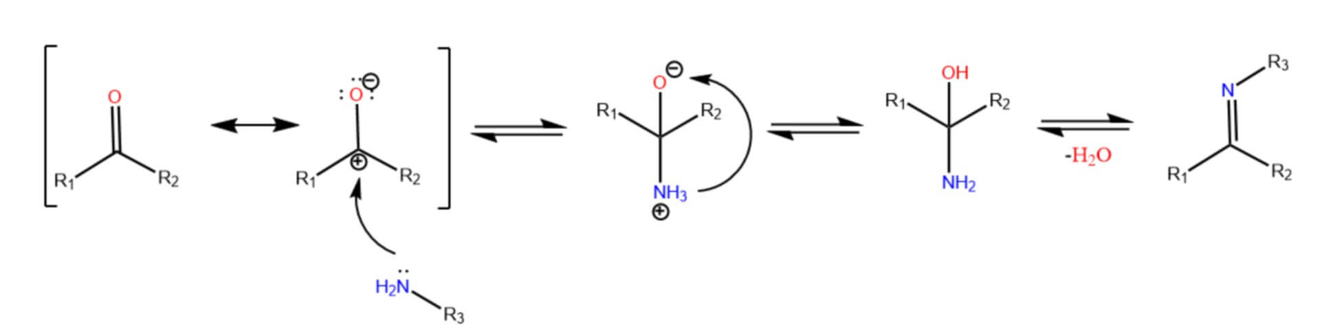Mechanismus der Iminbildung