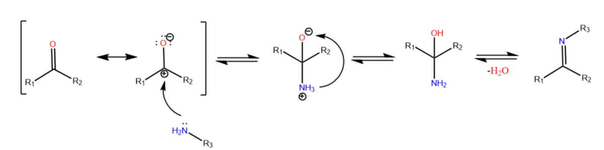 Mechanismus der Iminbildung