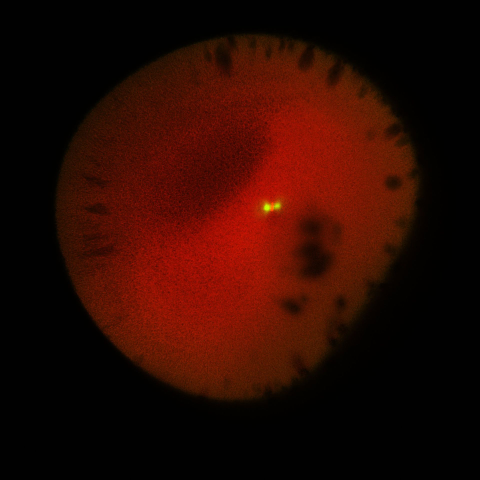 Xenopus laevis (DNA) - CIL:36535