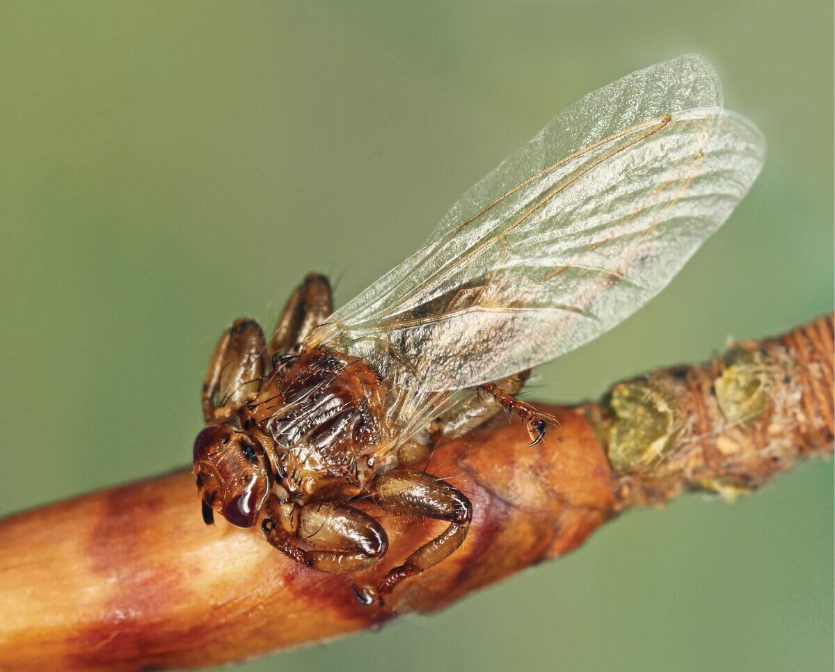 Hirschlausfliege
