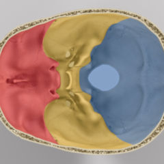 Fossa vesicae felleae DocCheck Flexikon