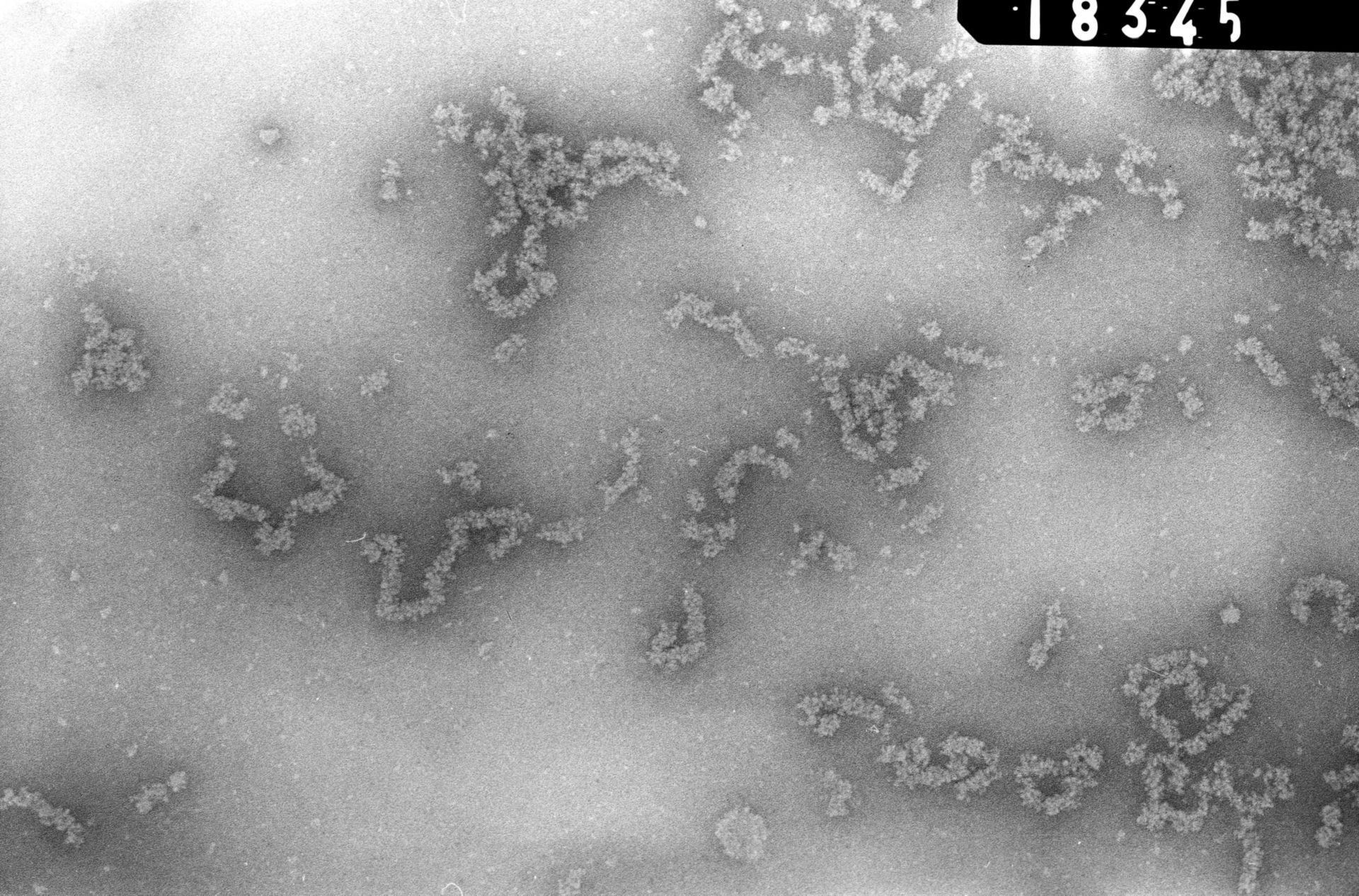 Necturus maculosus (Nucleate erythrocyte) - CIL:699