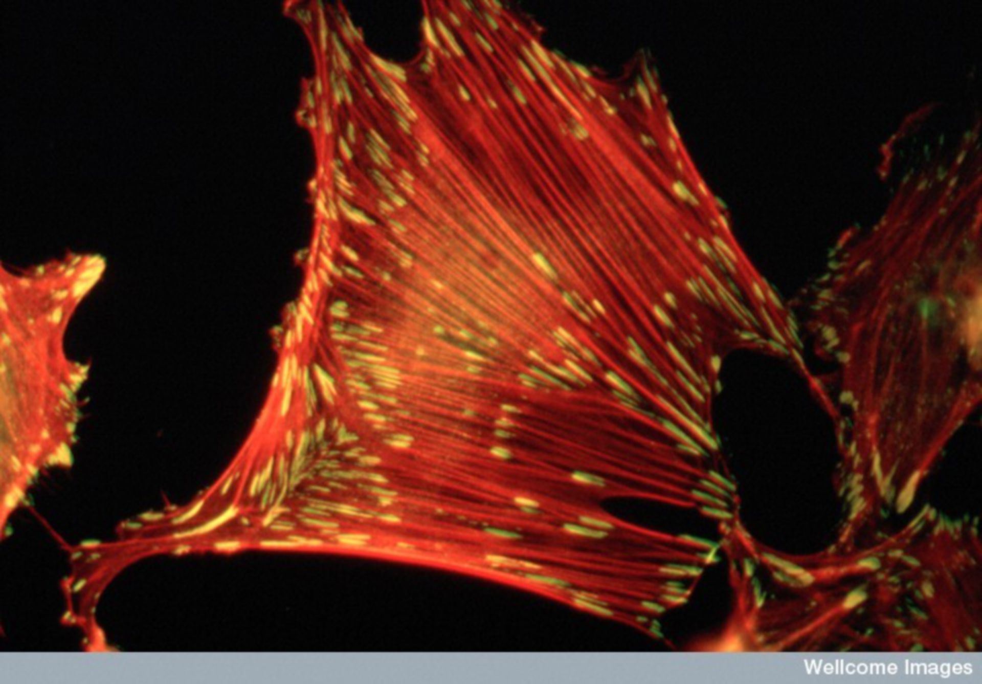 Fluroeszierende Mikrographie eines Ratten Embryos