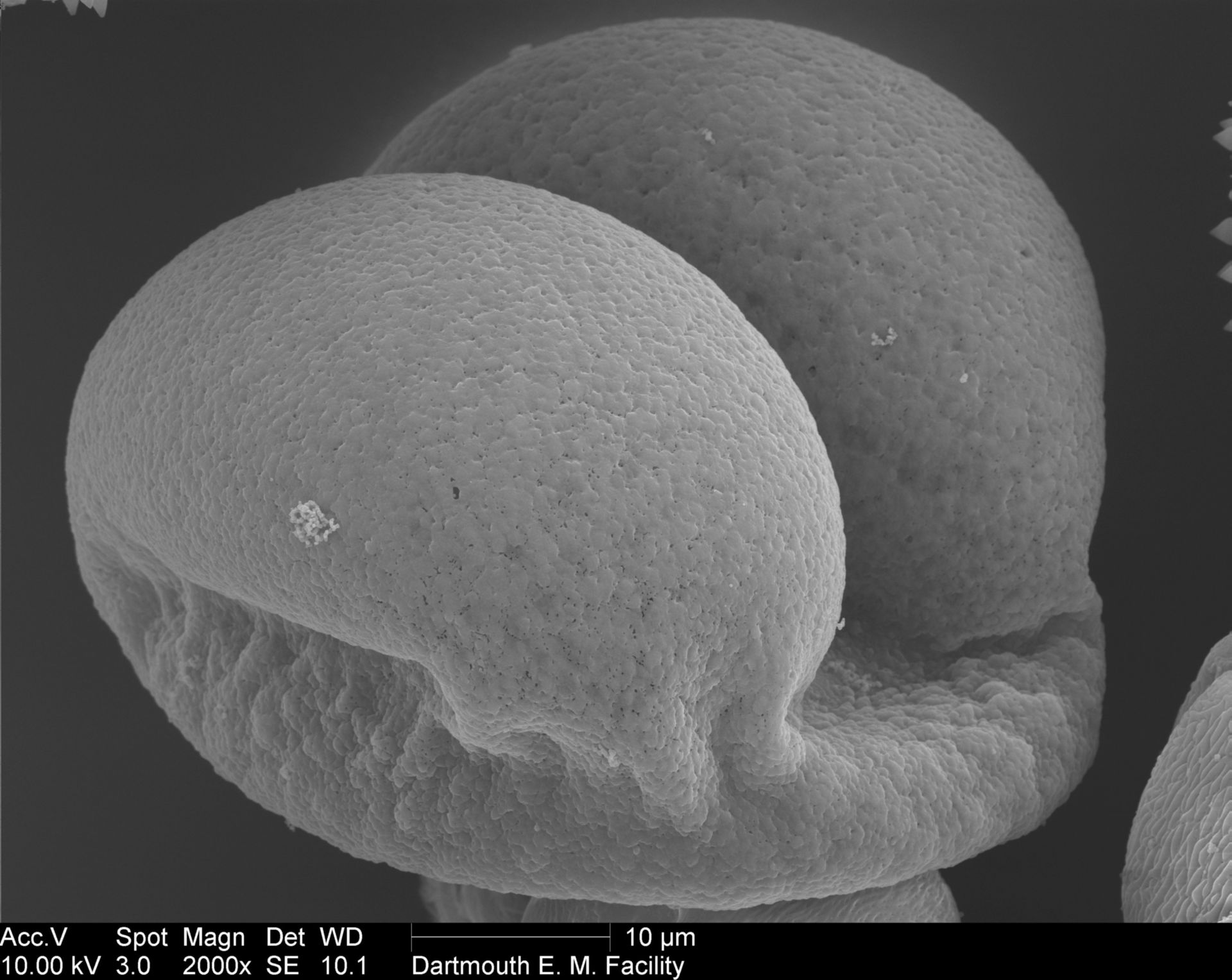 Pinaceae (Pollen wall) - CIL:40286
