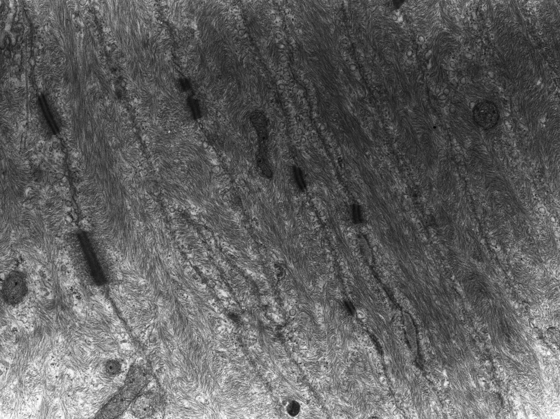 Rana catesbeiana (Plasma membrane) - CIL:10437
