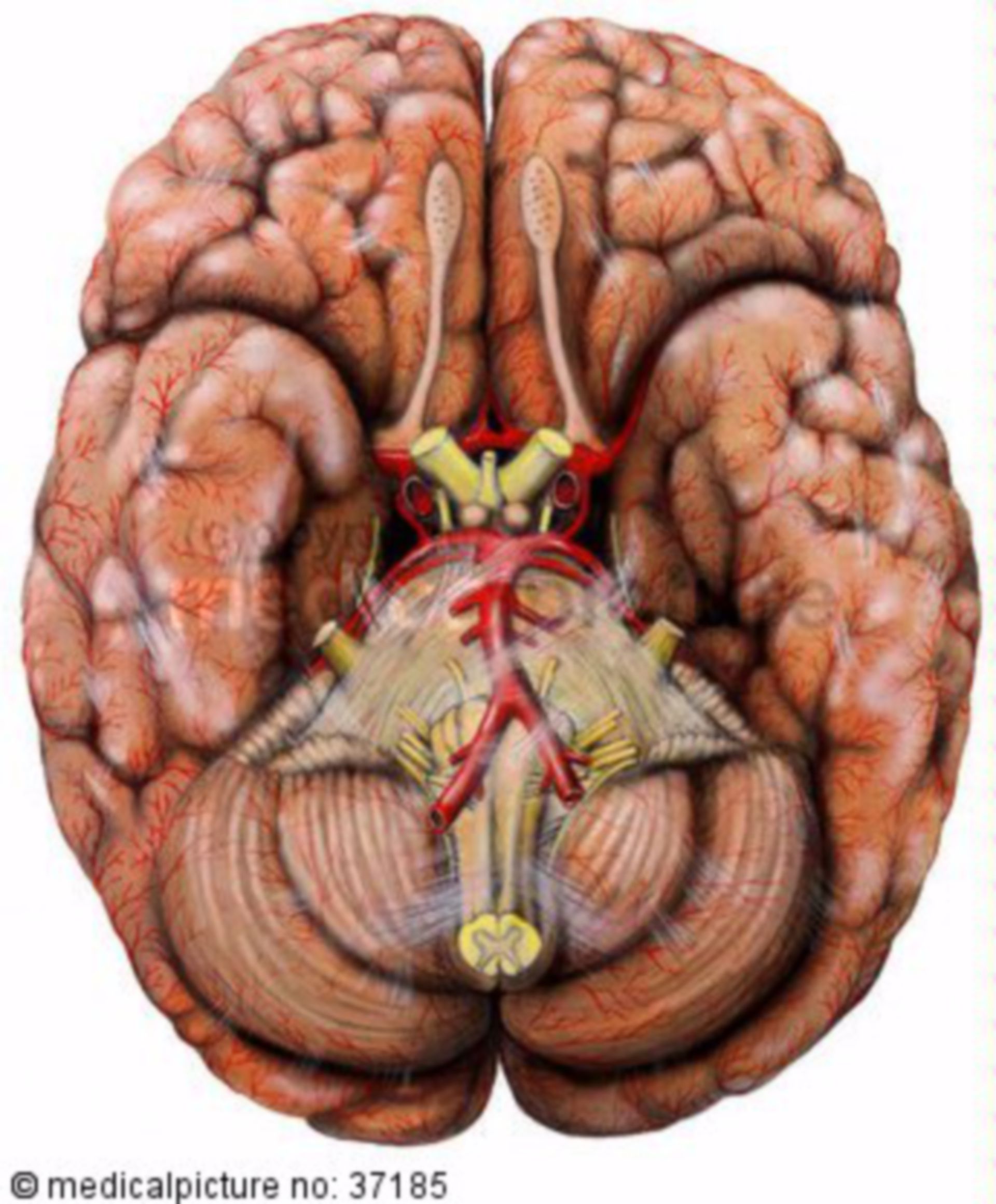  Basalfläche des Gehirns 
