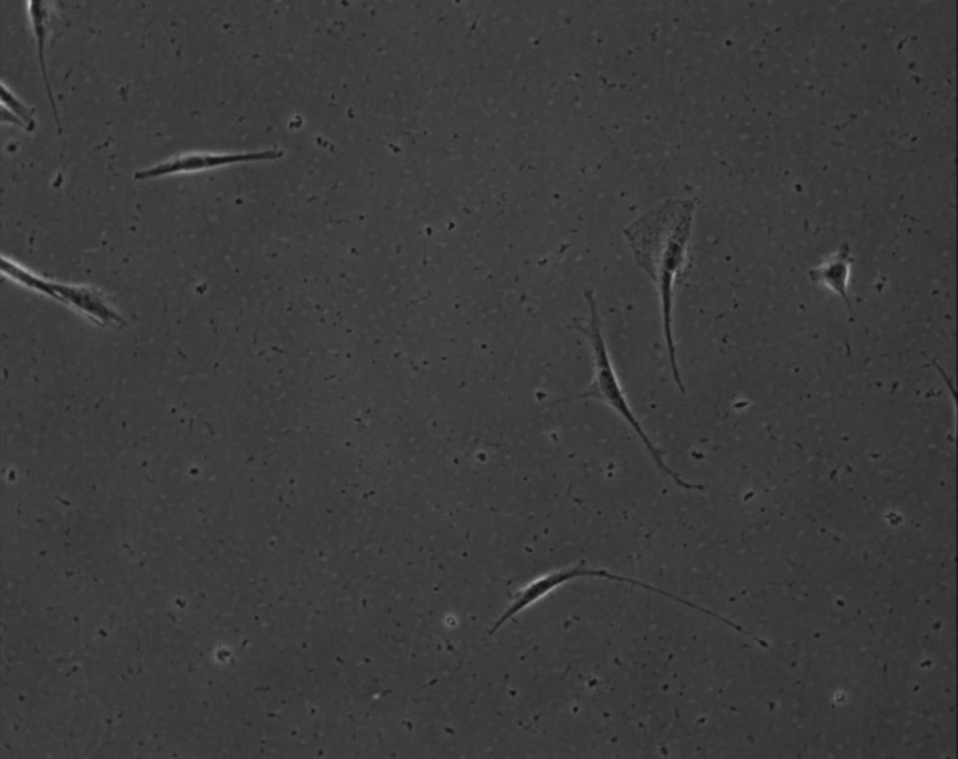 Mus musculus (Extracellular matrix part) - CIL:8904