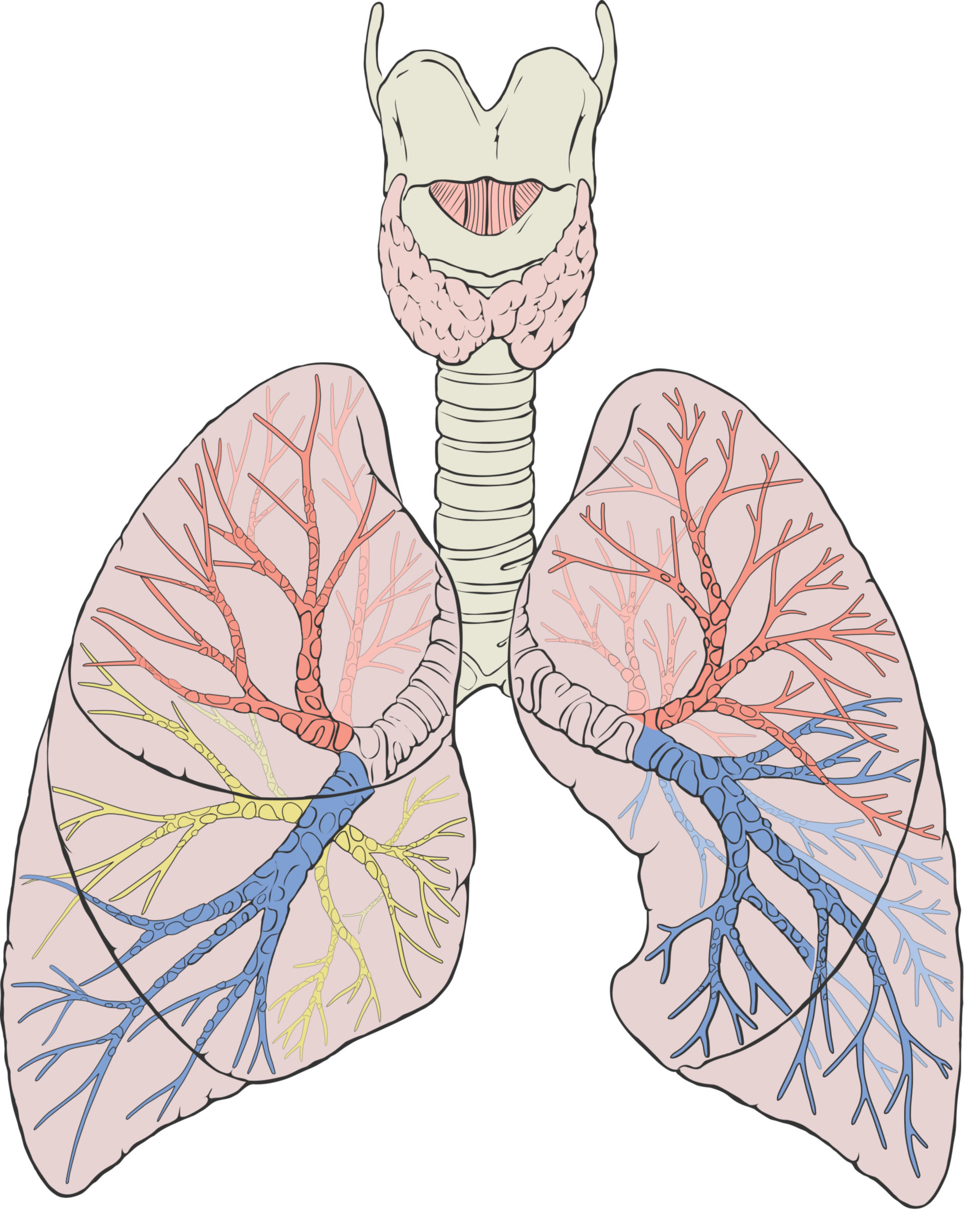 Lunge/Bronchialsystem (Diagramm)