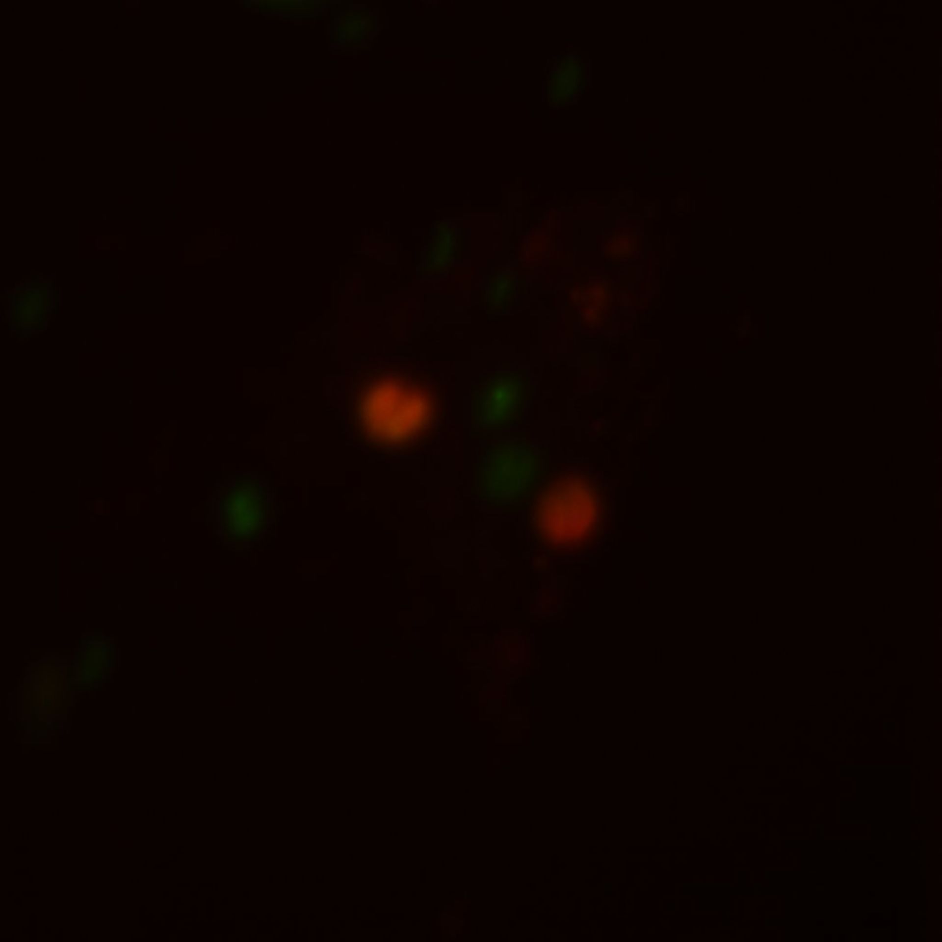 Toxoplasma gondii RH (Inner membrane complex) - CIL:10538