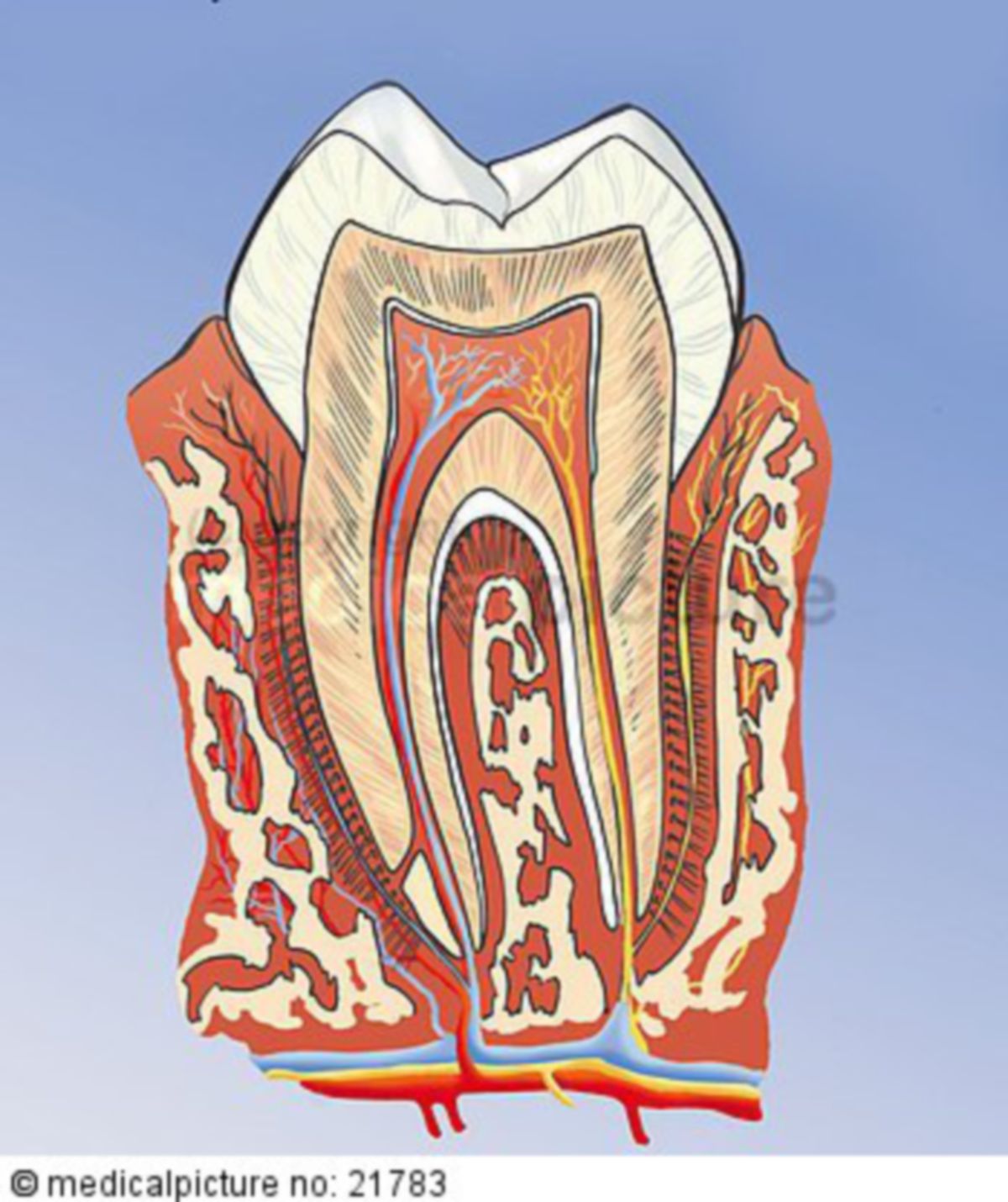  Zahn, Längsschnitt 
