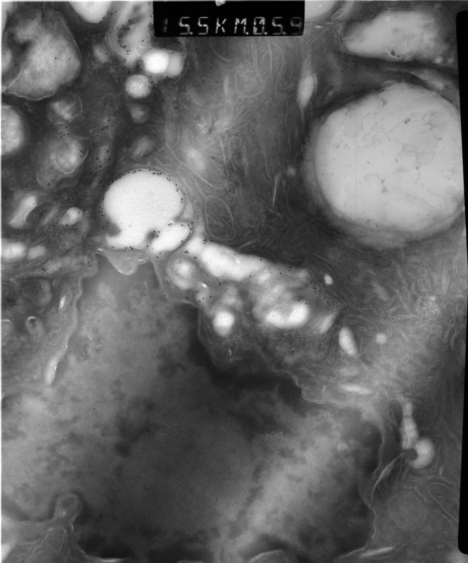 Rattus rattus (Mitochondrion) - CIL:12936