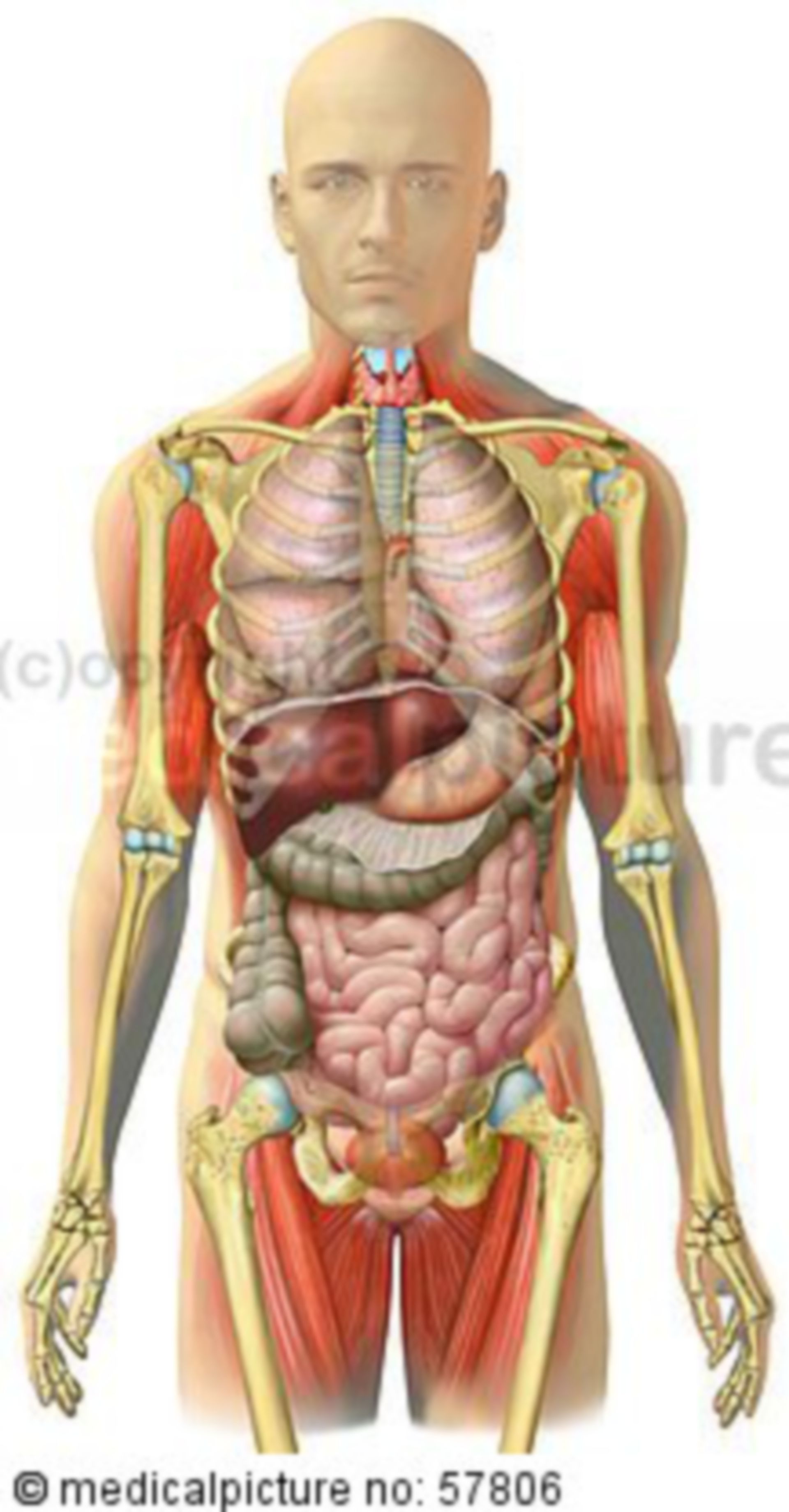  Anatomische Illustrationen - Brust-, Bauch-, Beckeneingeweide mit Skelett (Brustkorb transparent) und Skelettmuskulatur 
