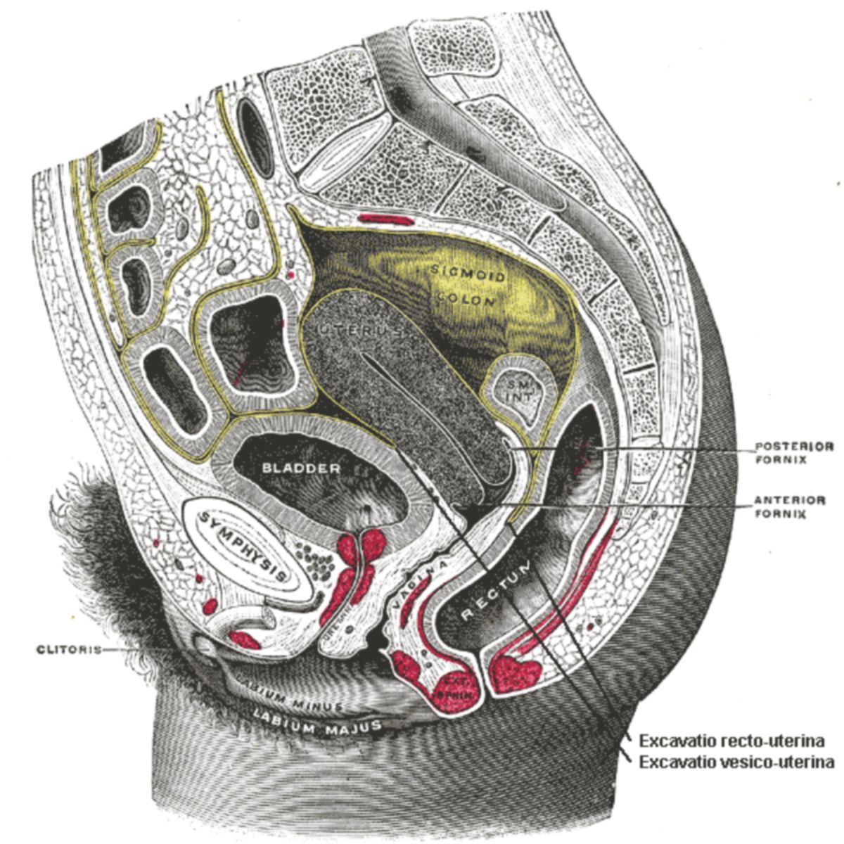 Anatomie des weiblichen Beckens (Medianschnitt)