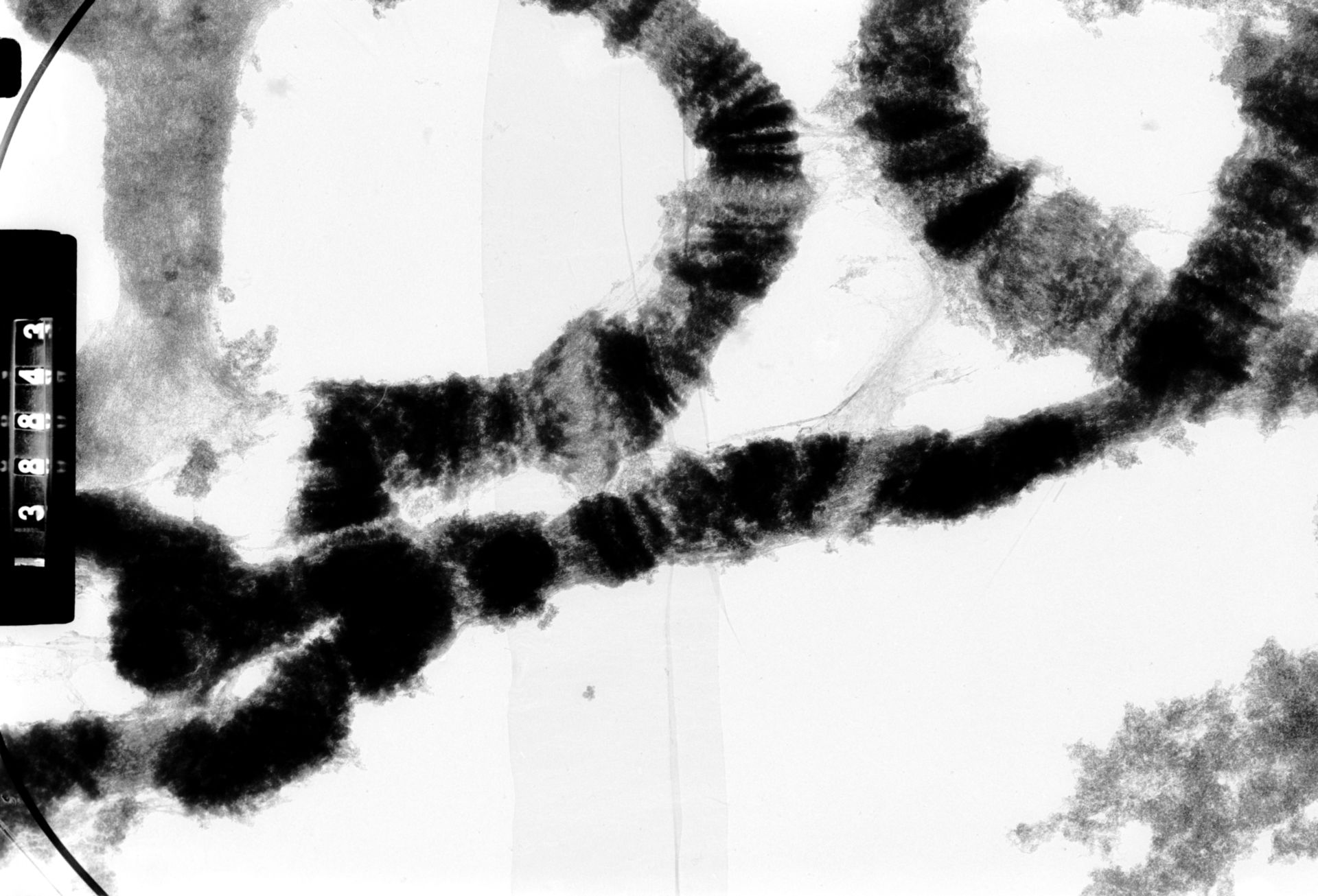 Drosophila melanocephala (Polytene chromosome) - CIL:35434