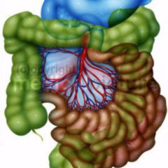 Mesocolon - DocCheck Flexikon