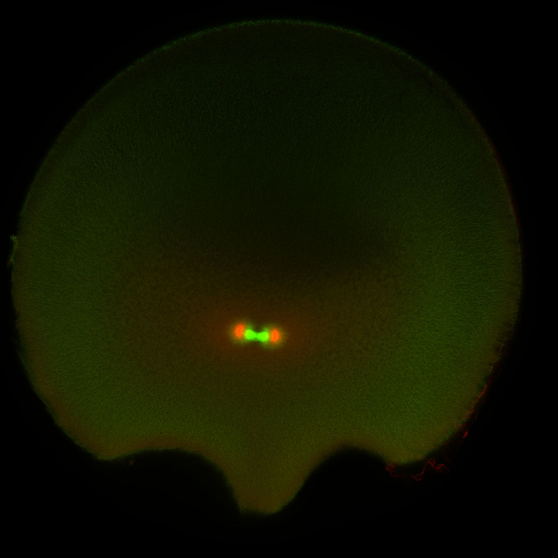Xenopus laevis (DNA) - CIL:36456