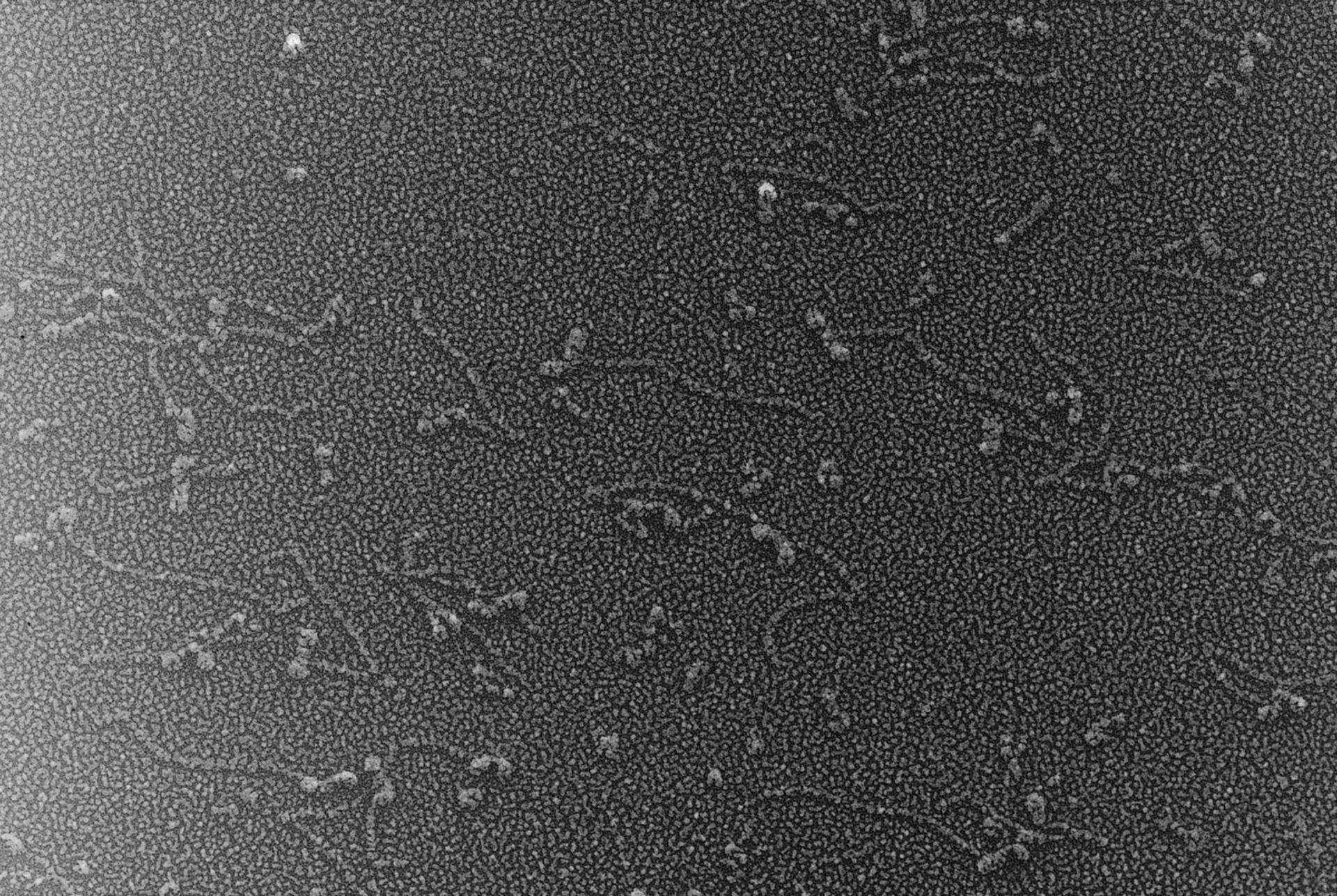 Oryctolagus cuniculus (Cytoskeleton) - CIL:833