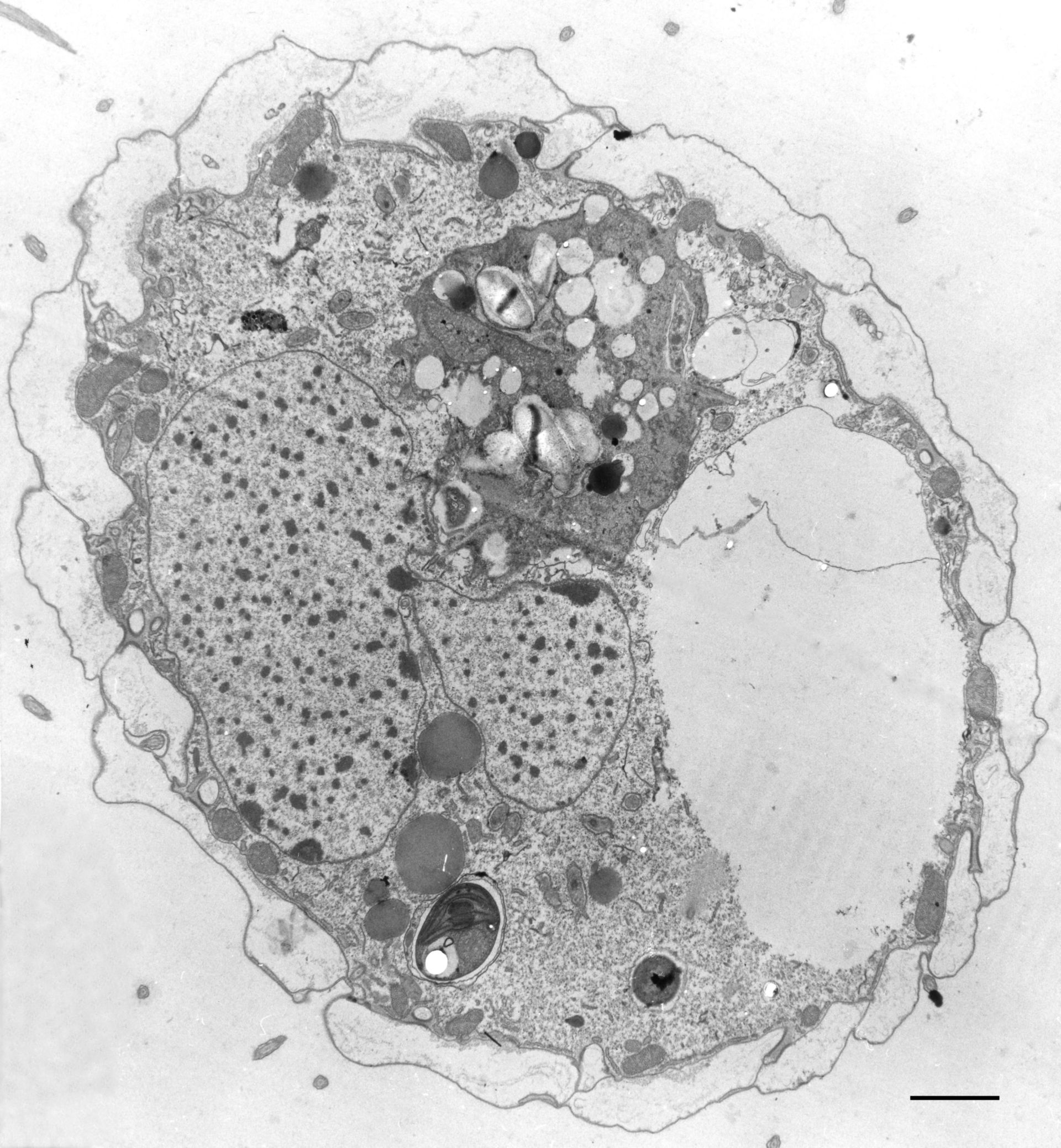 фотографии органоидов клетки под микроскопом
