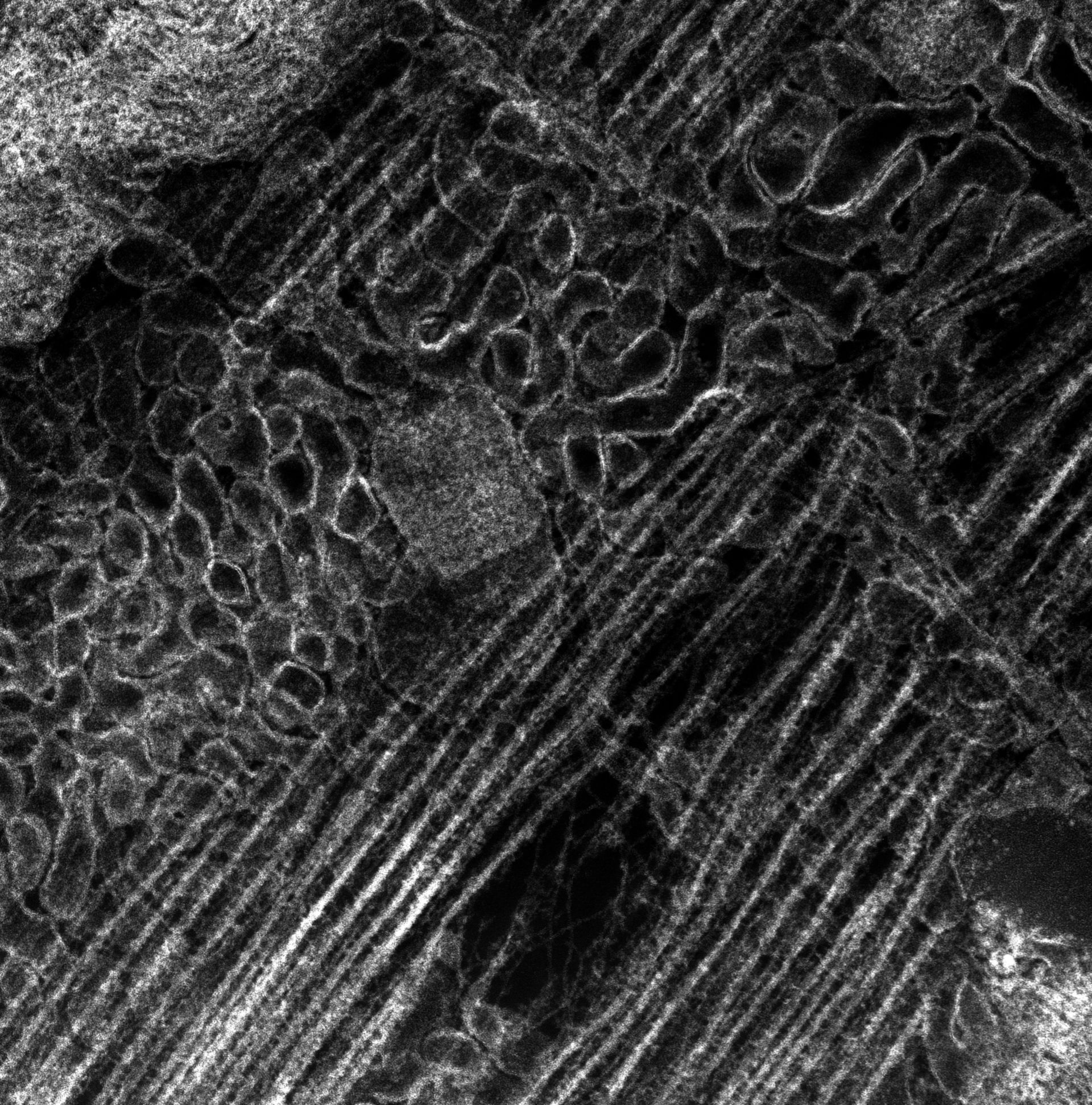Damselfly (T-tubule) - CIL:37370