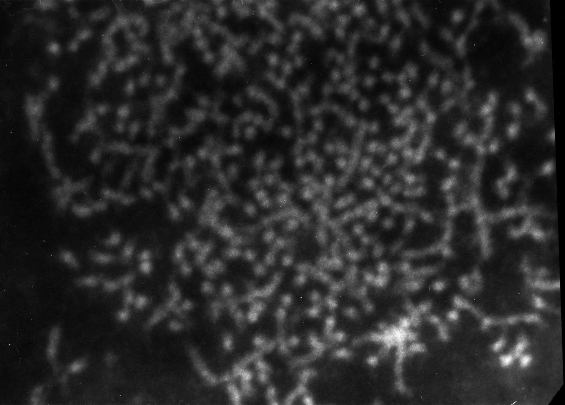 Patiria miniata (Nuclear chromatin) - CIL:773