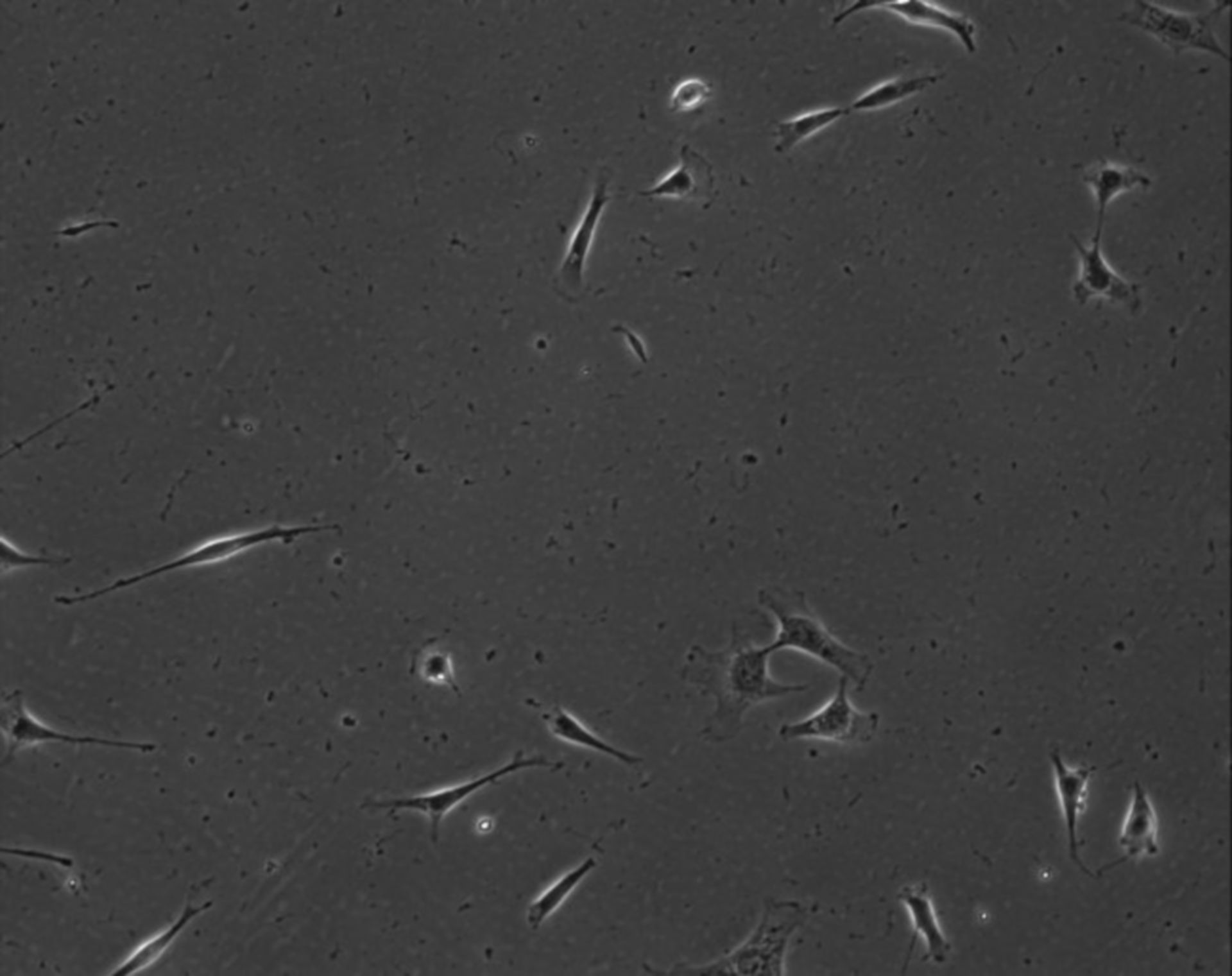 Mus musculus (Extracellular matrix part) - CIL:7884