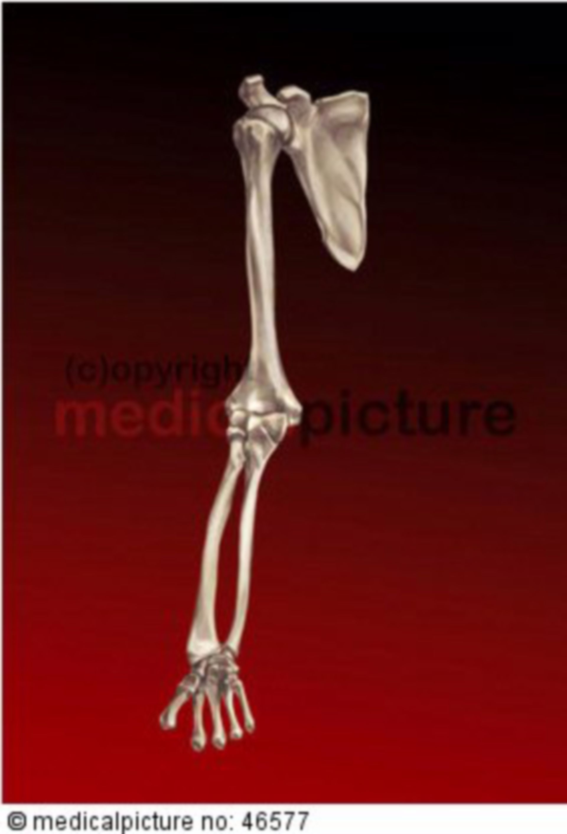 Bones of the upper limb