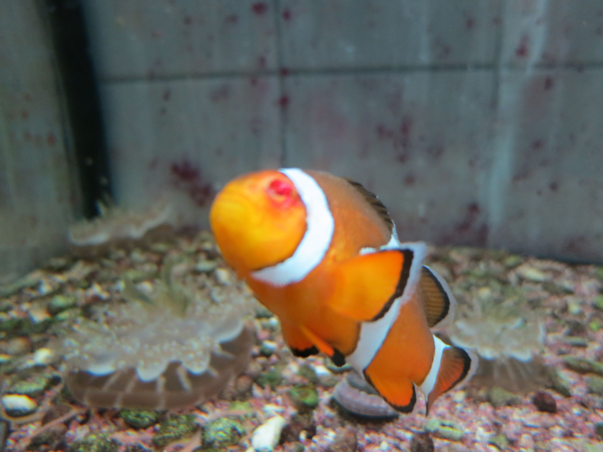 Tumorentfernung Harlekinfisch (4)