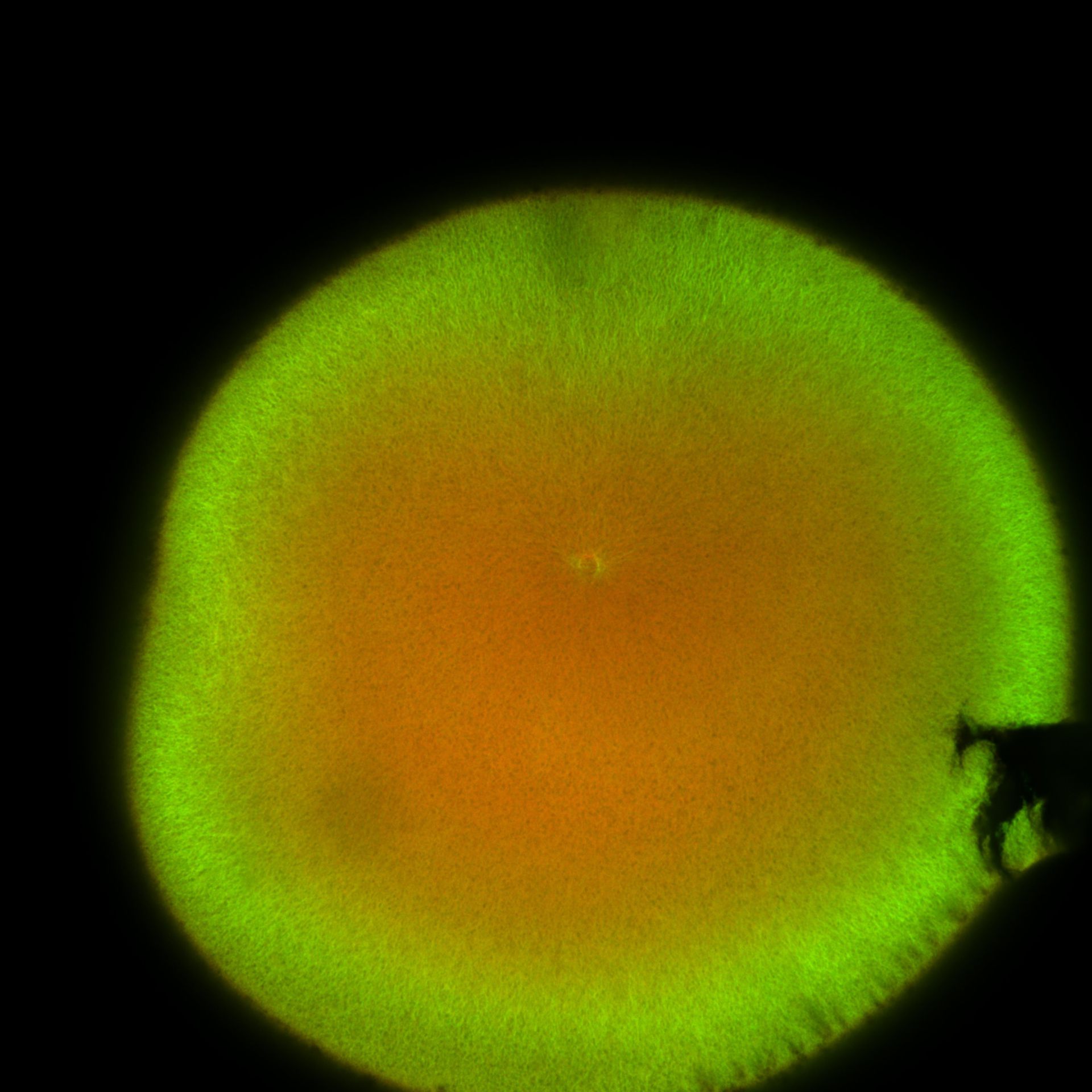 Xenopus laevis (DNA) - CIL:36497