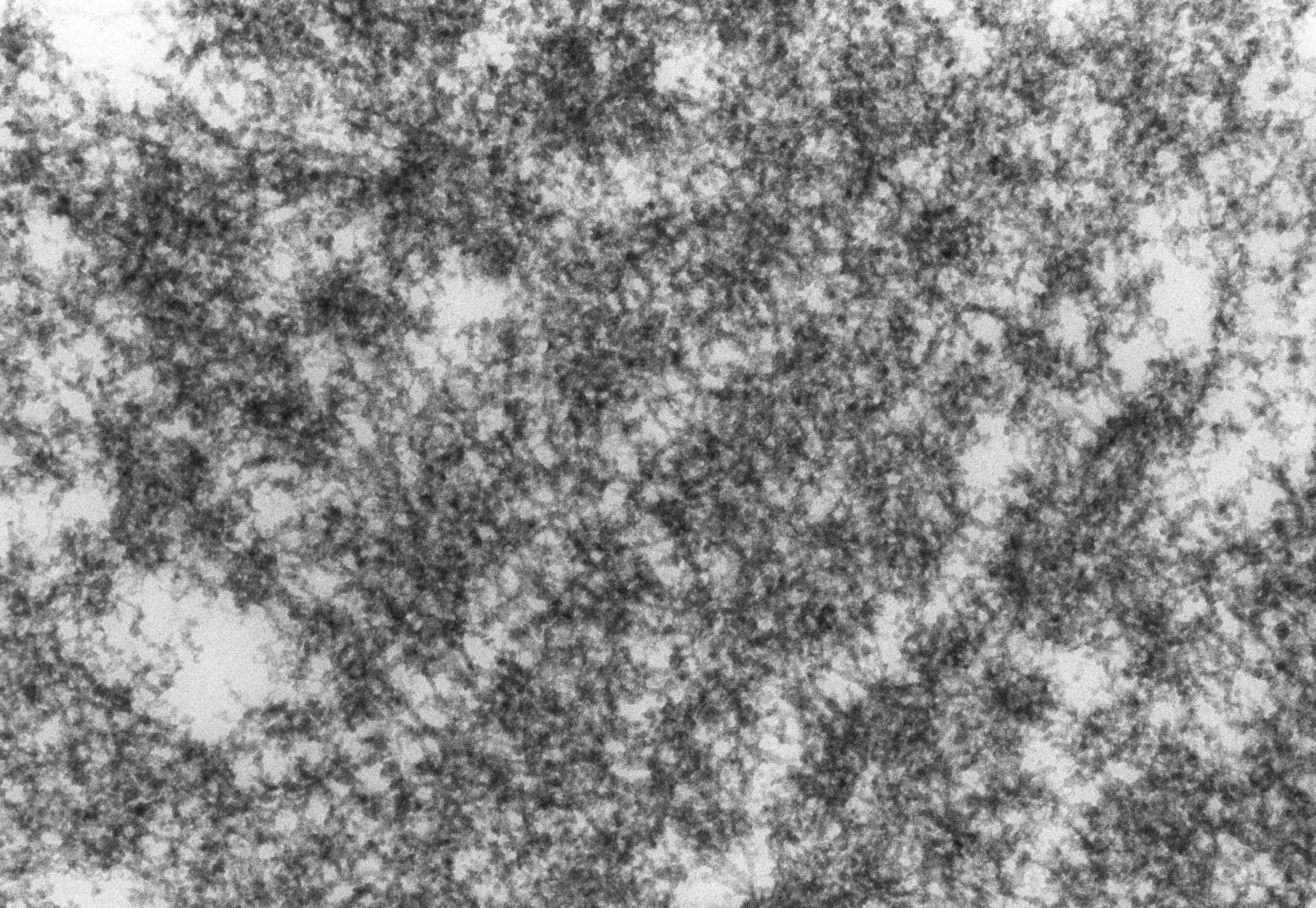 Drosophila melanogaster (Polytene chromosome) - CIL:25330