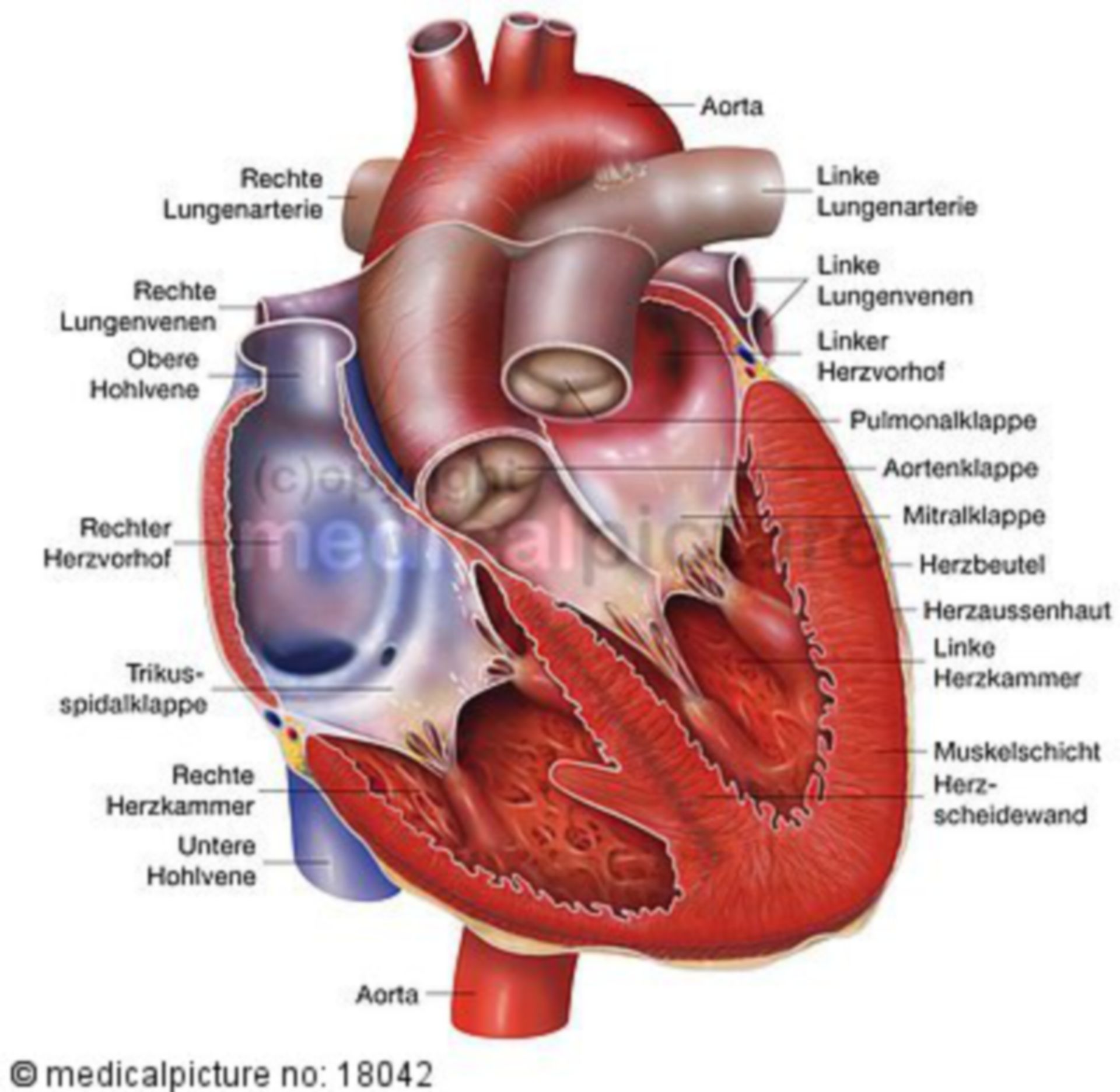 Anatomie Herz - beschriftet