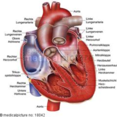 Digital Anatomy - DocCheck Flexikon