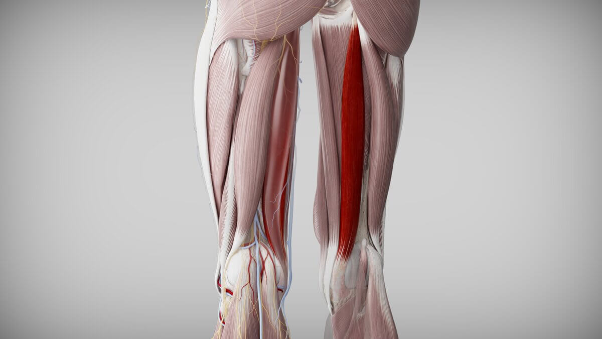 Musculus semimembranosus