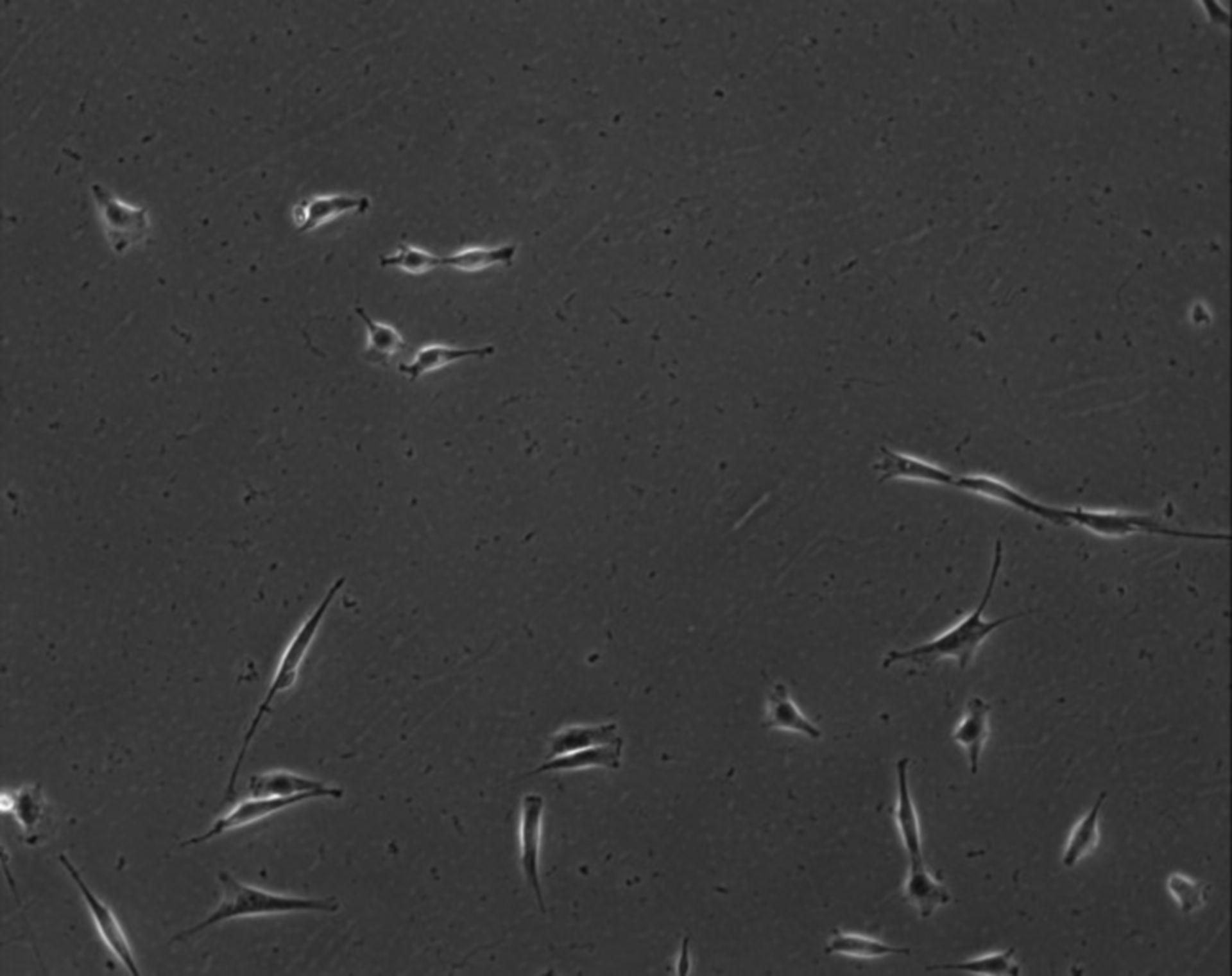 Mus musculus (Extracellular matrix part) - CIL:7824