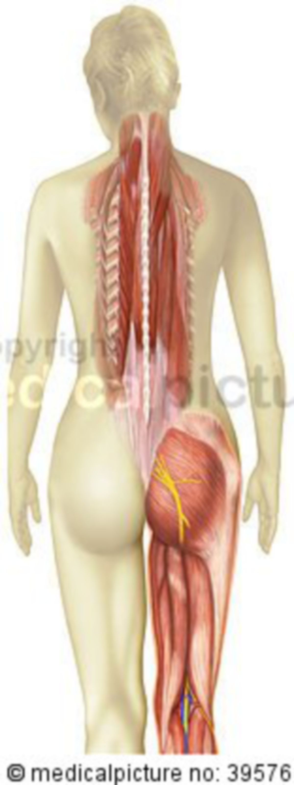 Rückenmuskulatur mit Ischiasnerv