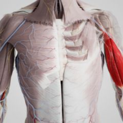 Musculus biceps brachii - DocCheck Flexikon