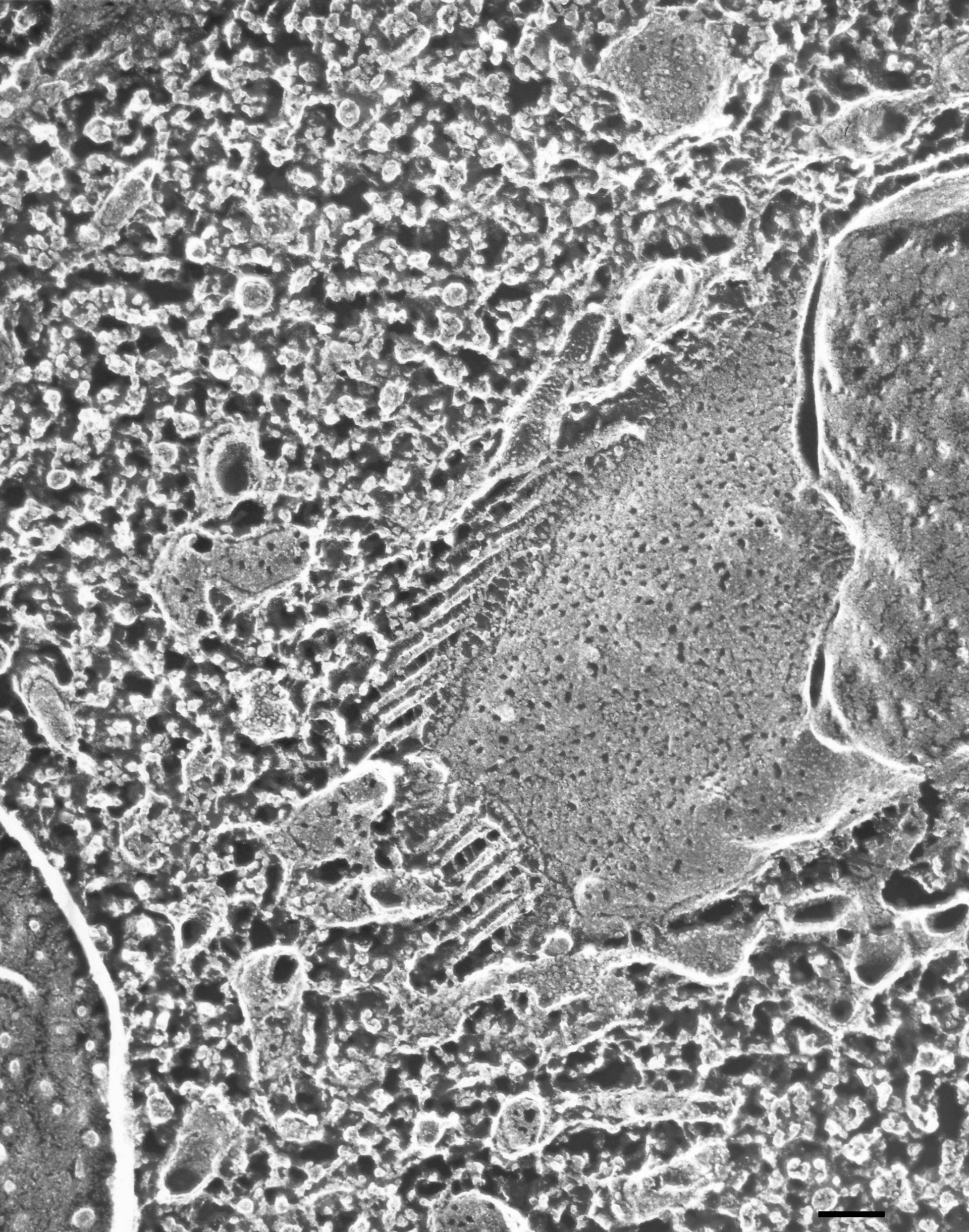 Paramecium multimicronucleatum (Cytoplasm) - CIL:21715