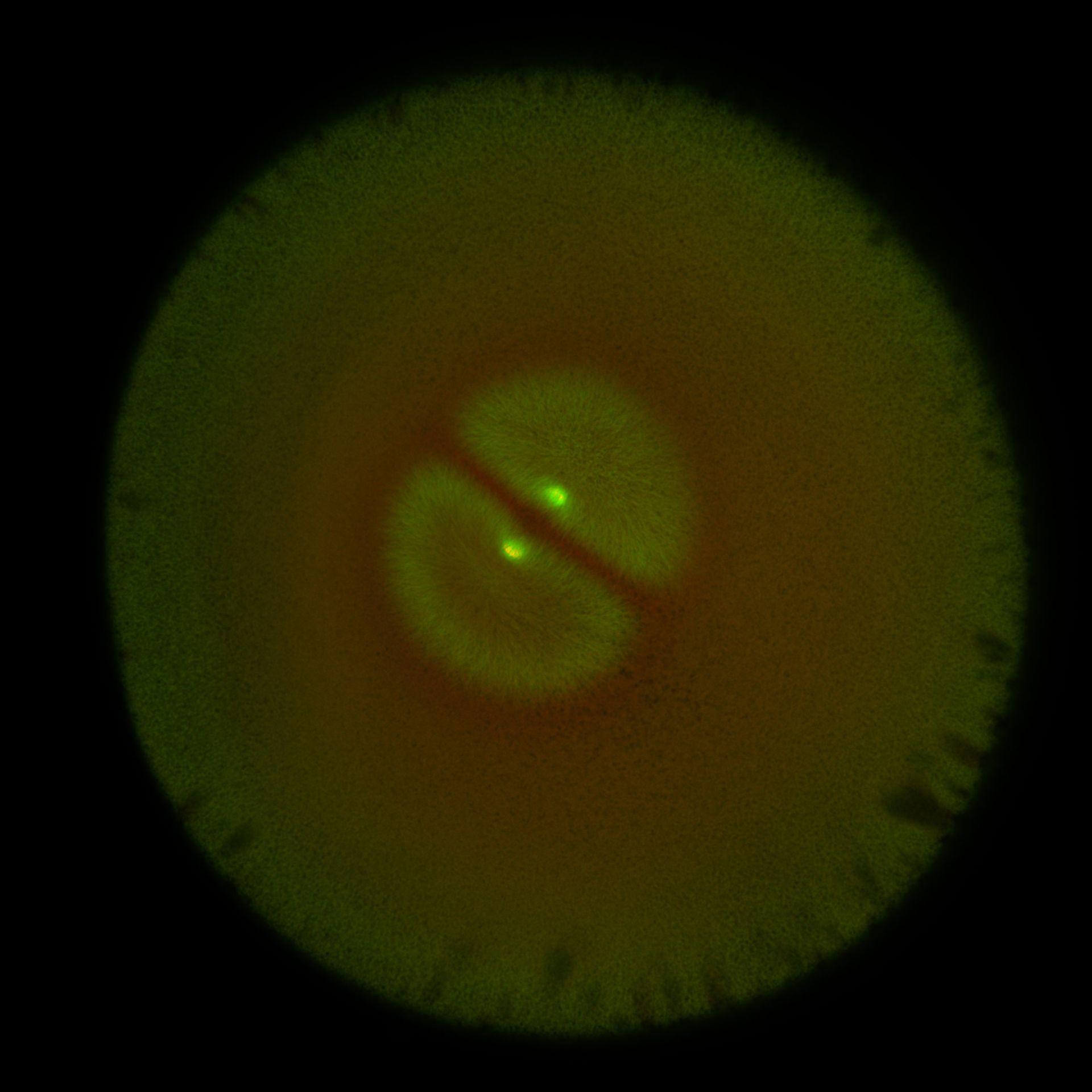 Xenopus laevis (DNA) - CIL:36581
