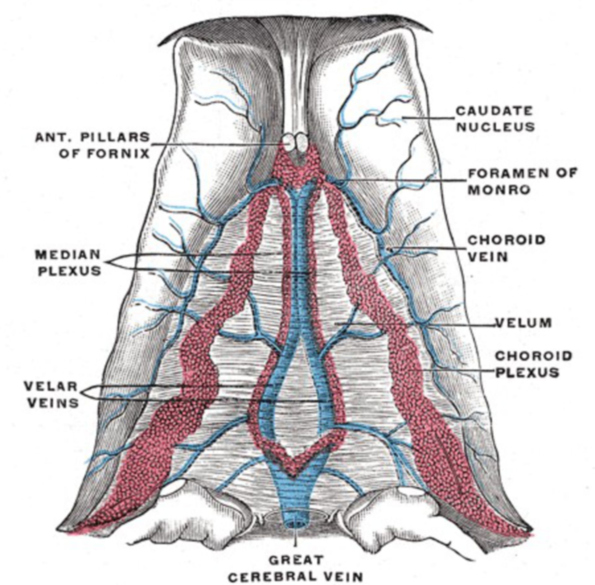 Choroid plexus