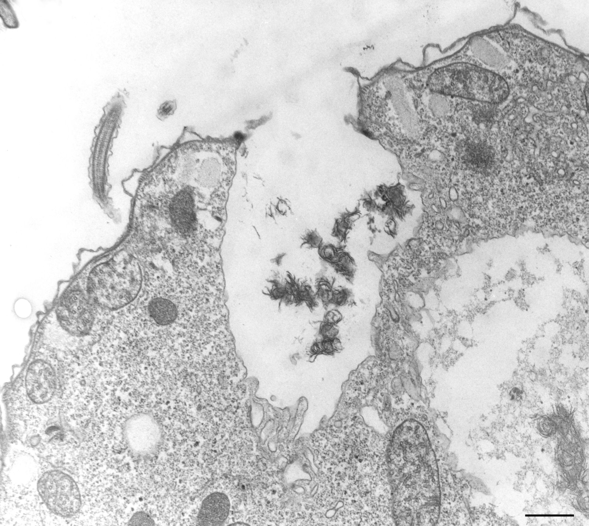Tetrahymena pyriformis (Cell cortex) - CIL:36231
