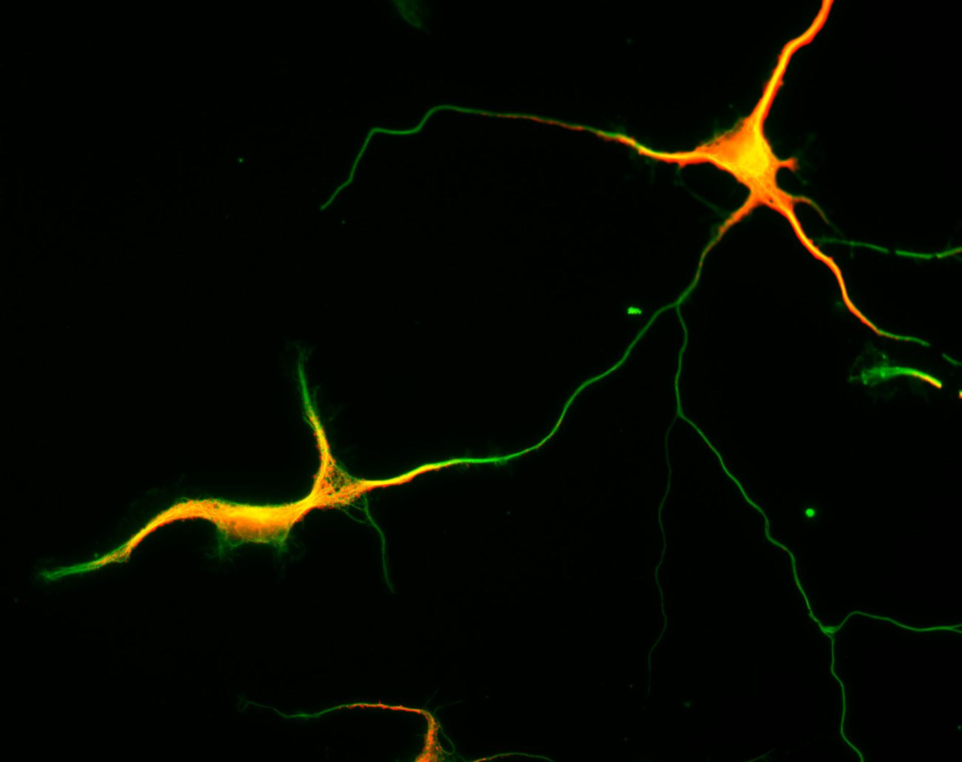 Rattus (Dendrite) - CIL:8260