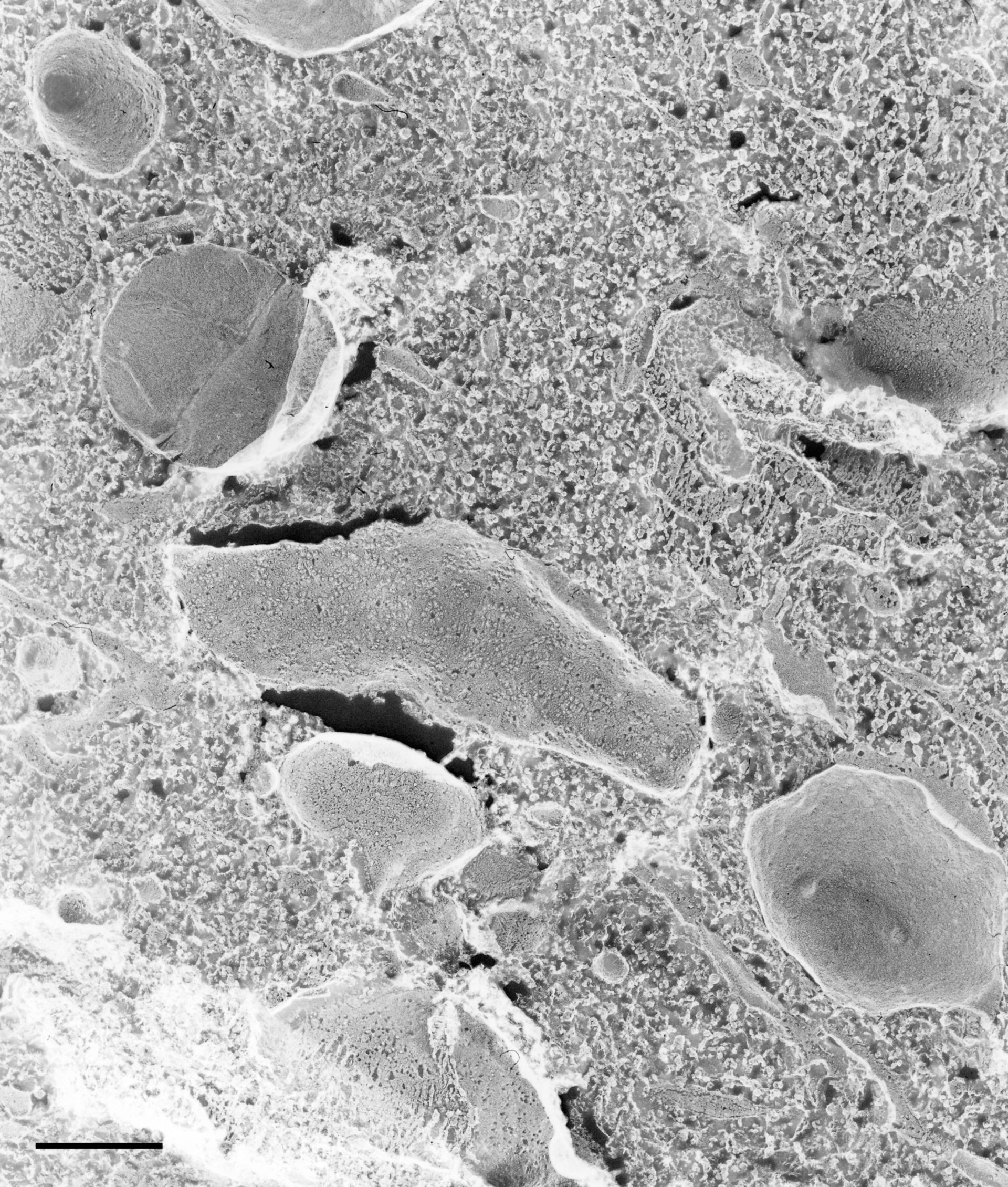 Paramecium multimicronucleatum (Endoplasmic reticulum) - CIL:36628